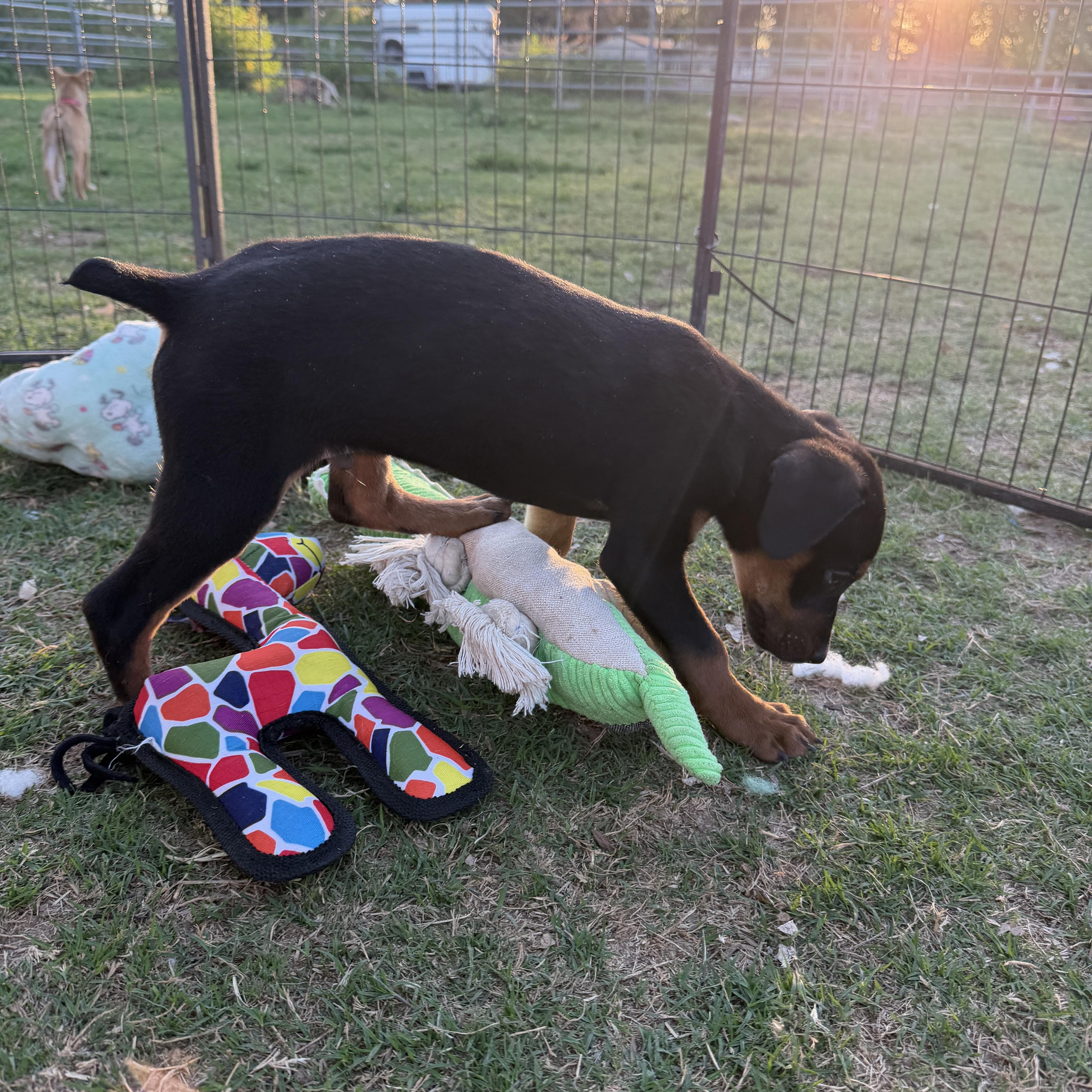 Enlarge Benny, an adopted mixed breed in Gilbert, AZ image 5/6