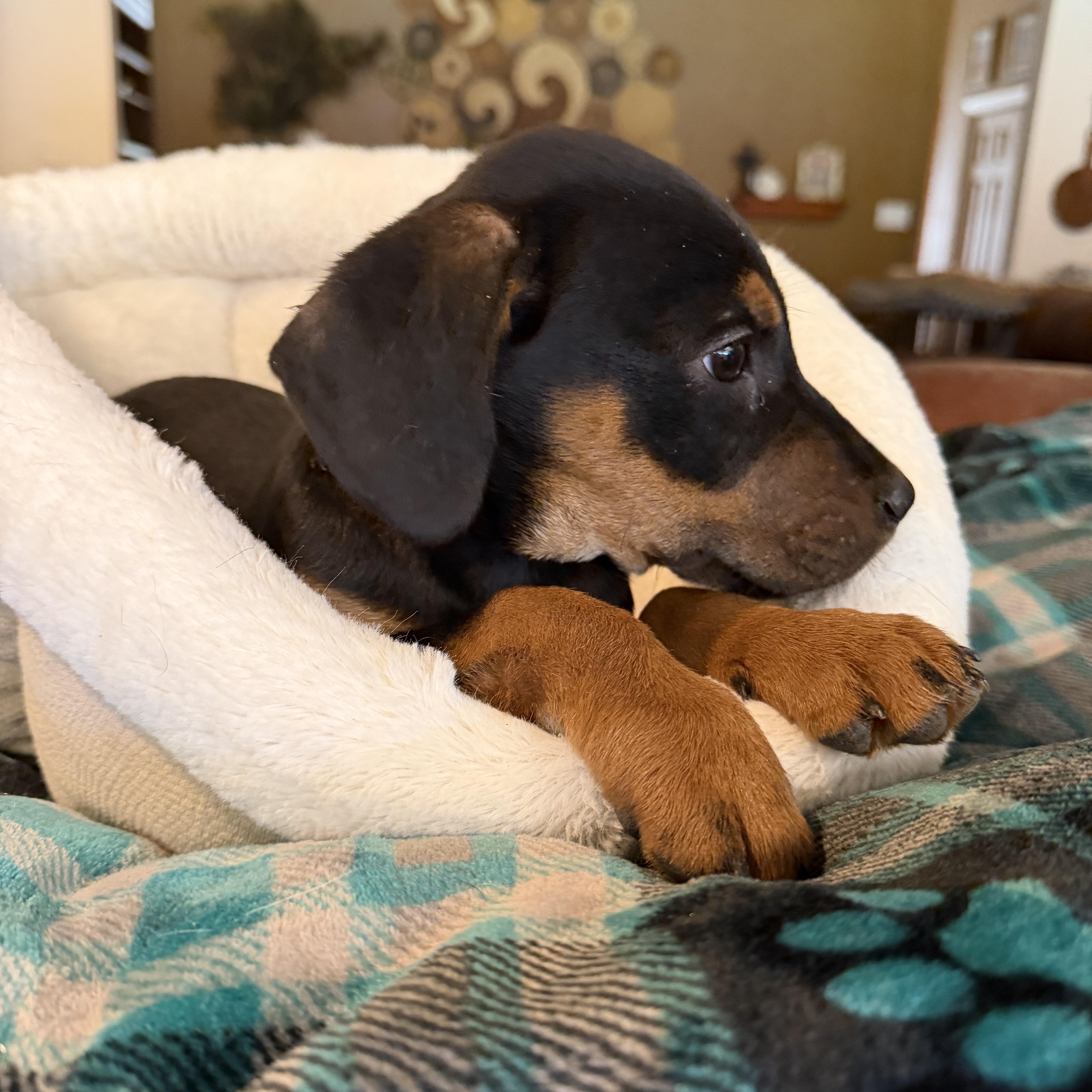 Benny, adopted, Puppy Male Doberman Pinscher & Chiweenie.