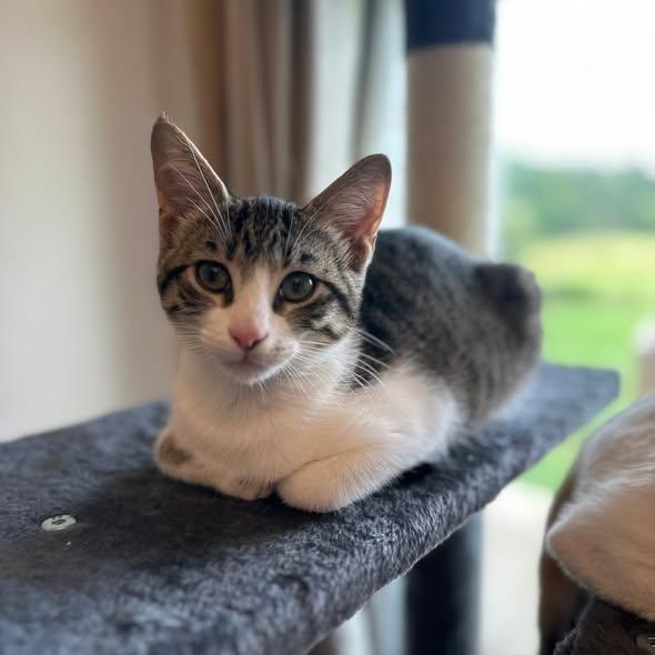 Bear, an adopted Domestic Short Hair in Flint, TX image 3/5