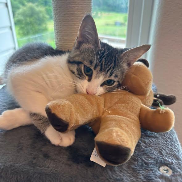 Bear, an adopted Domestic Short Hair in Flint, TX image 1/5
