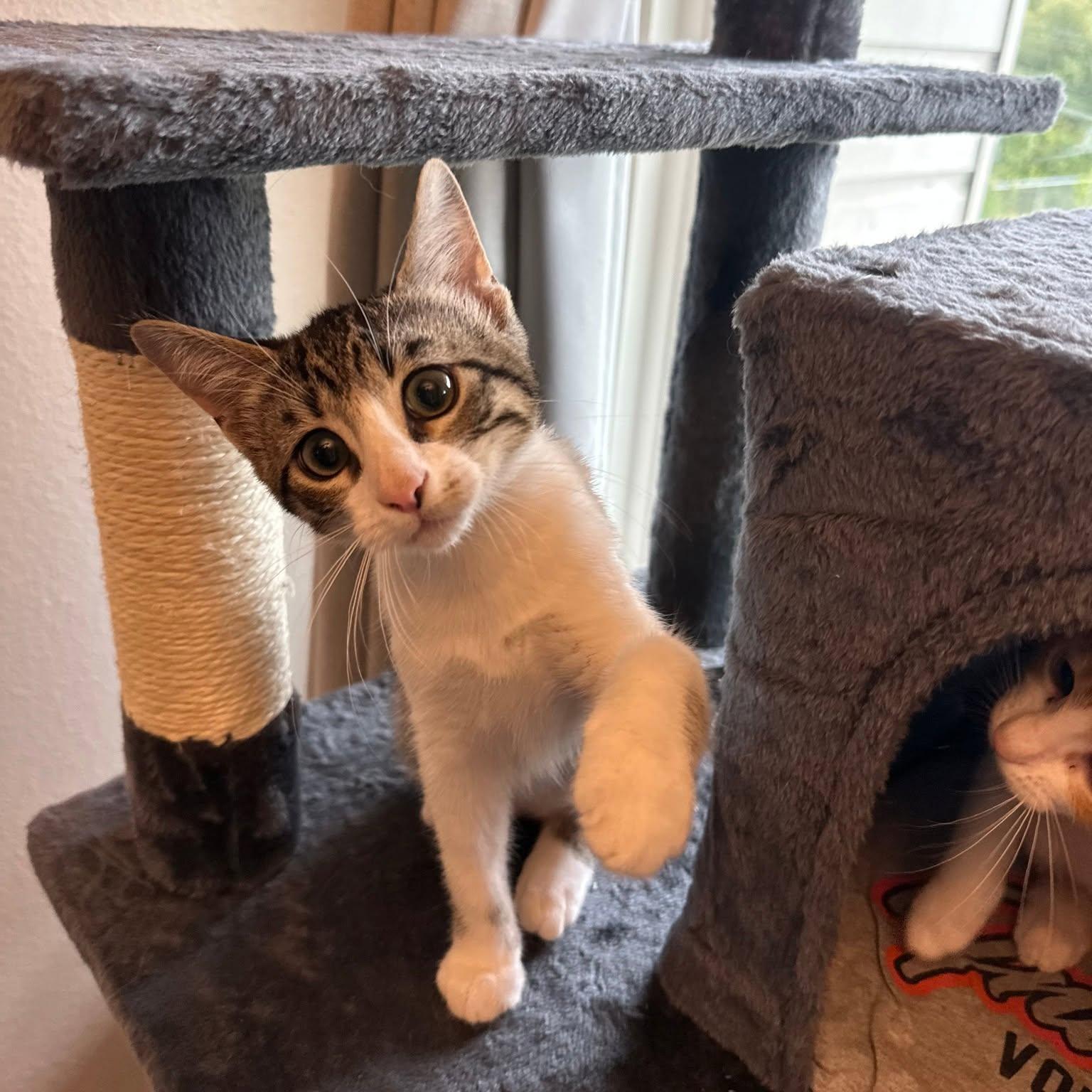 Bear, an adopted Domestic Short Hair in Flint, TX image 2/5