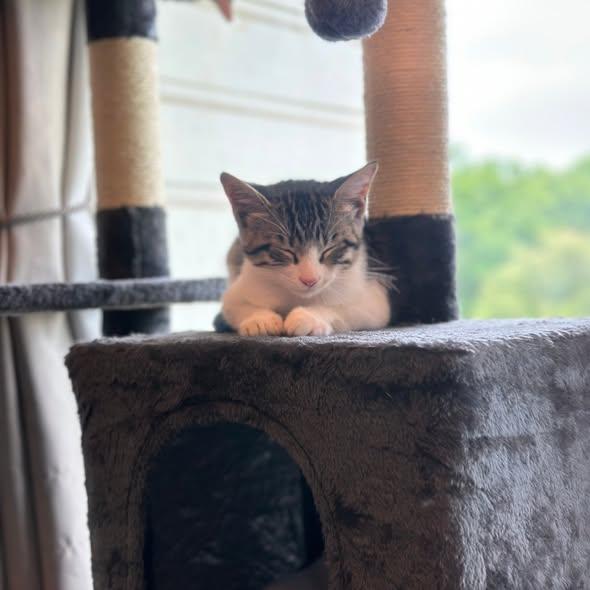 Bear, an adopted Domestic Short Hair in Flint, TX image 4/5