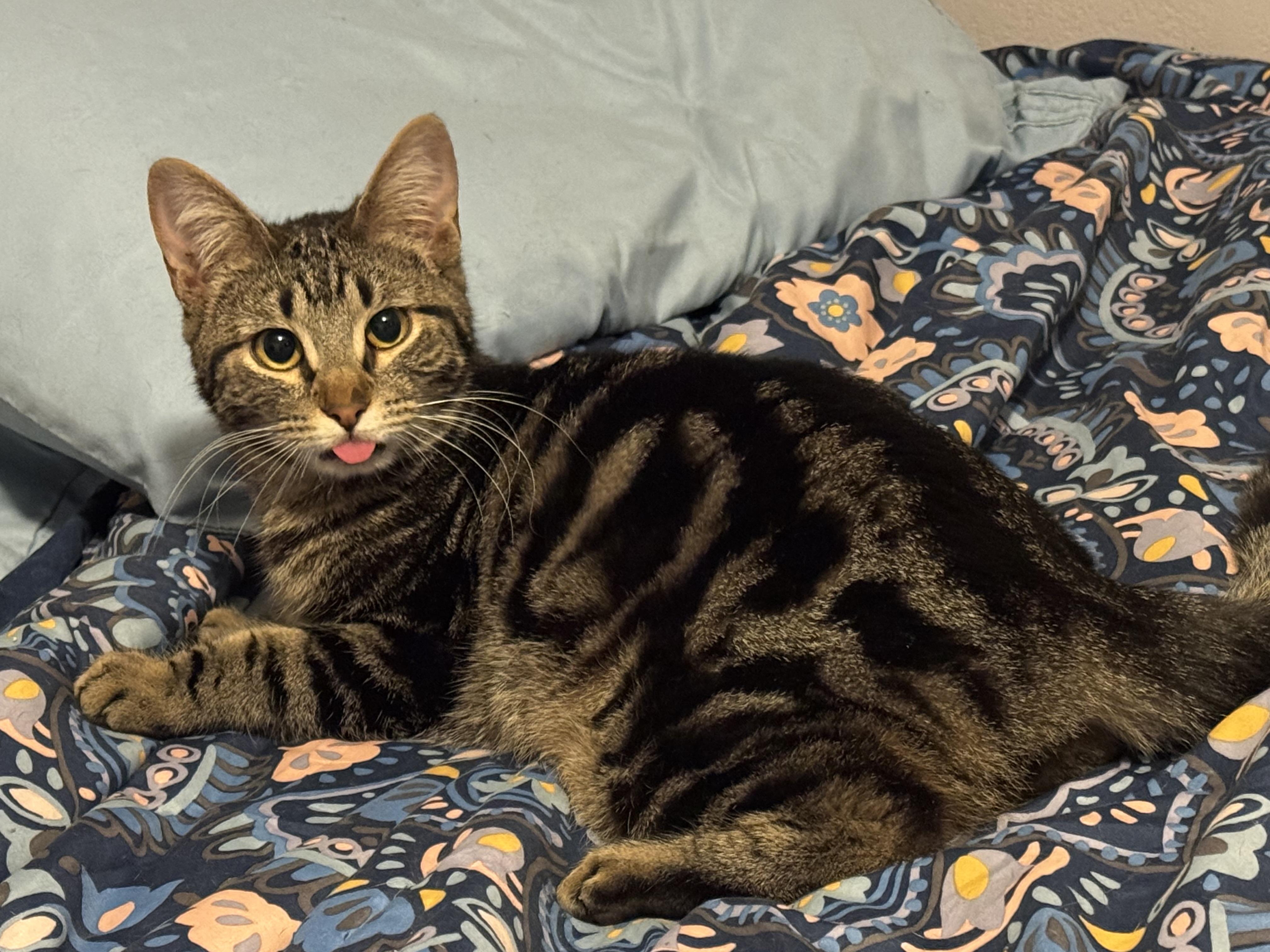 Enlarge Wobble - CH Kitty, a Adoptable Domestic Short Hair in Alvarado, TX image 1/1