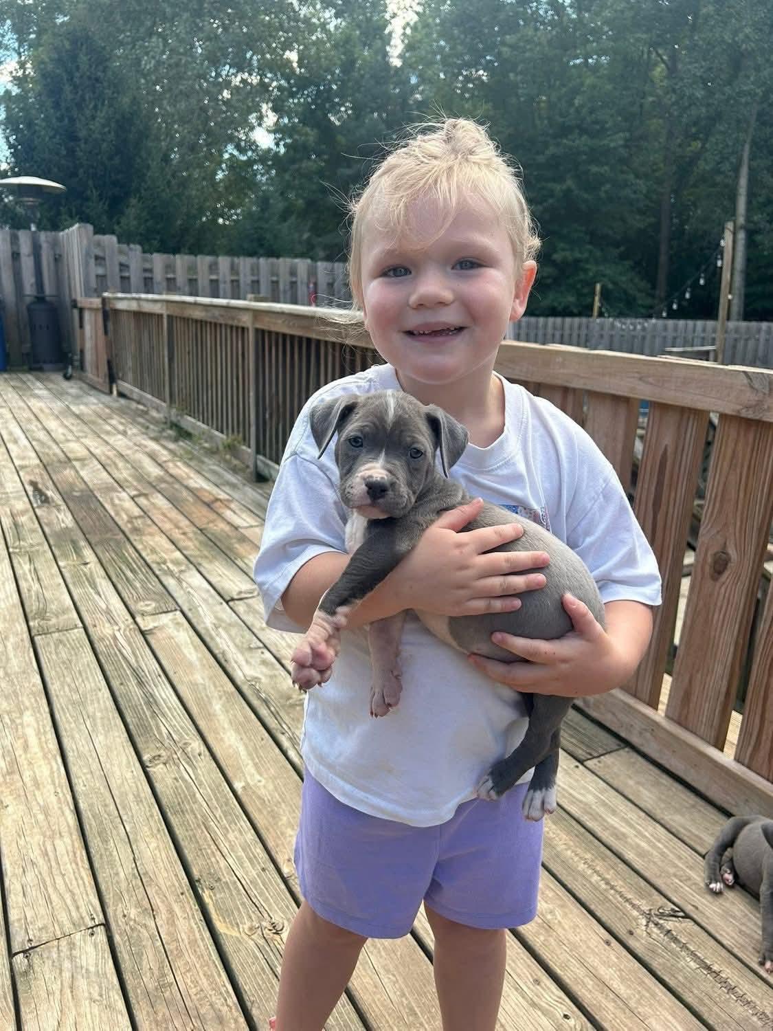 Enlarge Chili, a Adoptable mixed breed in Belleville, MI image 1/1