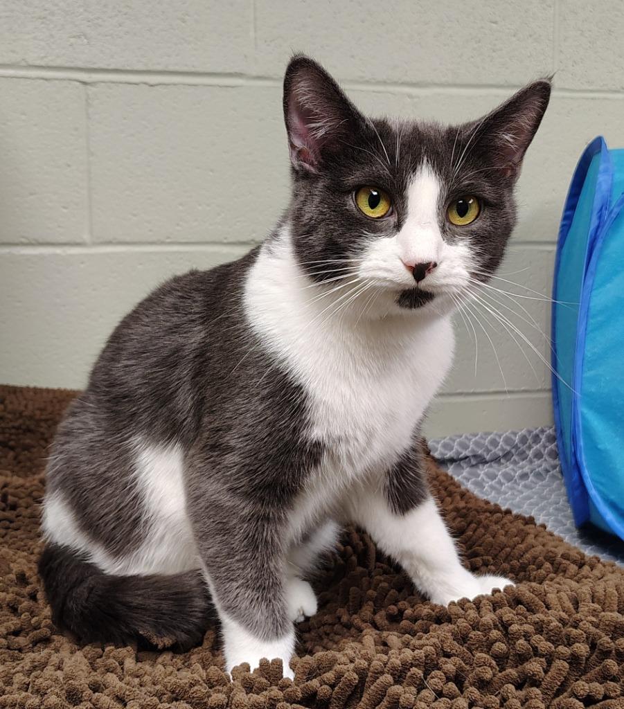 Enlarge Jan, a Adoptable mixed breed in Saint Clairsville, OH image 1/2