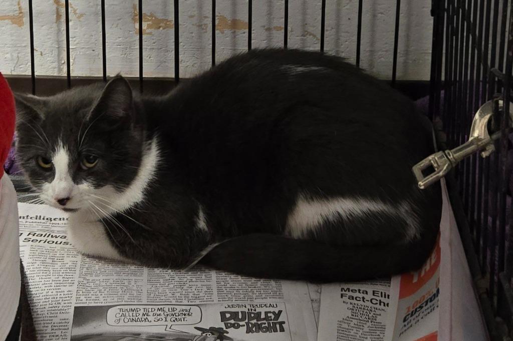 Enlarge Jan, a Adoptable mixed breed in Saint Clairsville, OH image 1/2