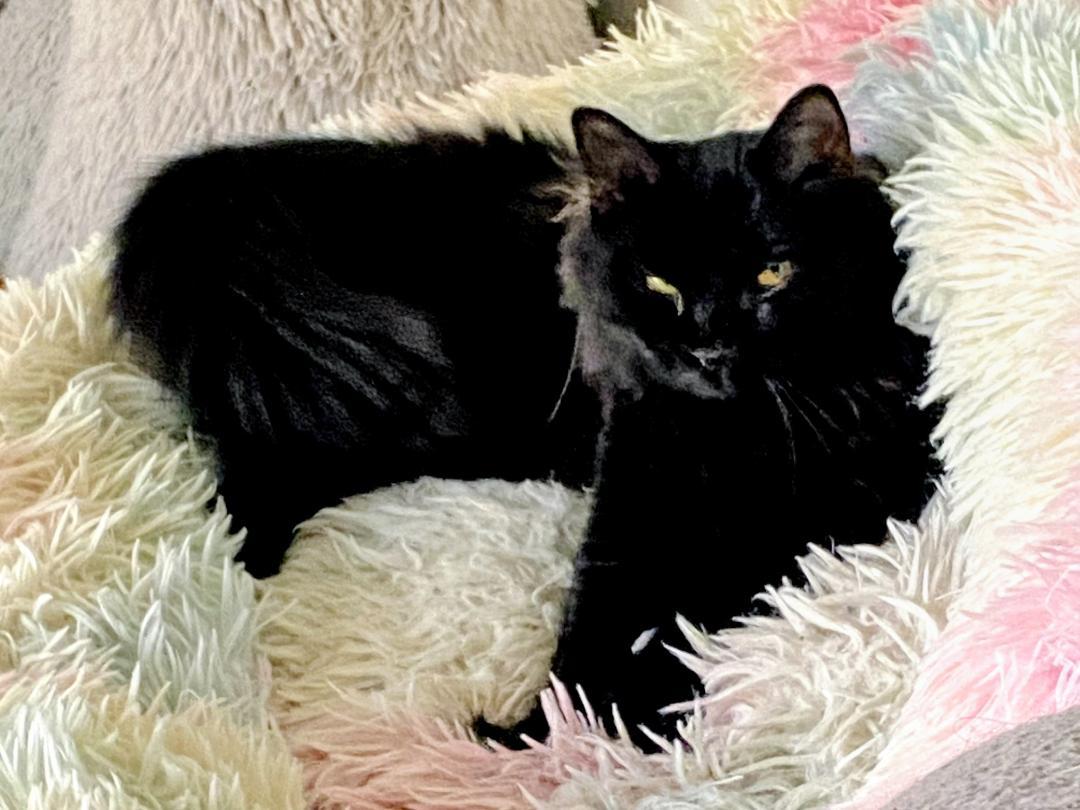 Canary, Adoptable, Adult Female Domestic Medium Hair.