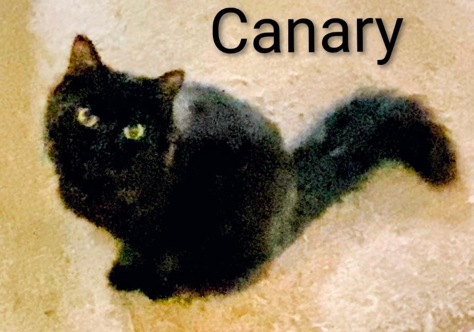 Canary thumbnail 2