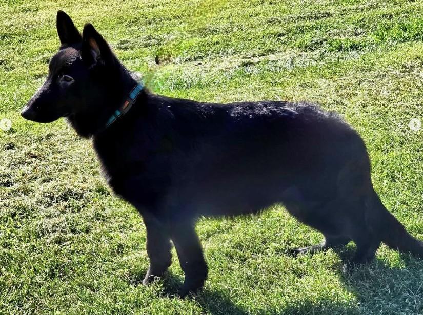 Enlarge Viviana, a Adoptable German Shepherd Dog in Brookfield, CT image 1/4