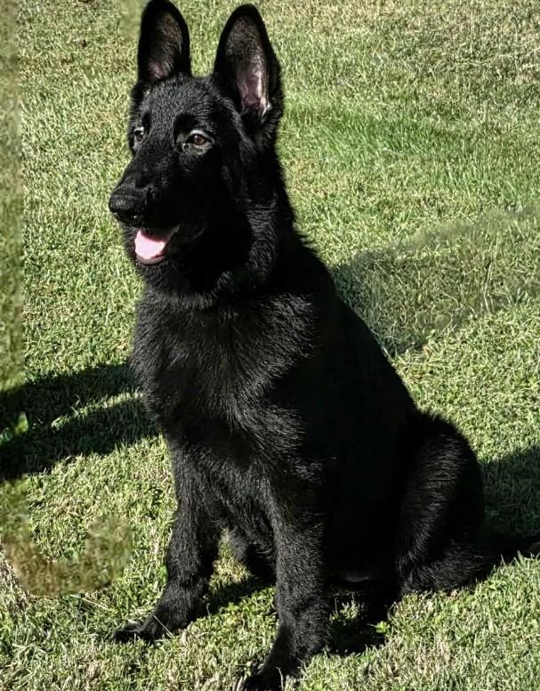 Enlarge Viviana, a Adoptable German Shepherd Dog in Brookfield, CT image 2/4