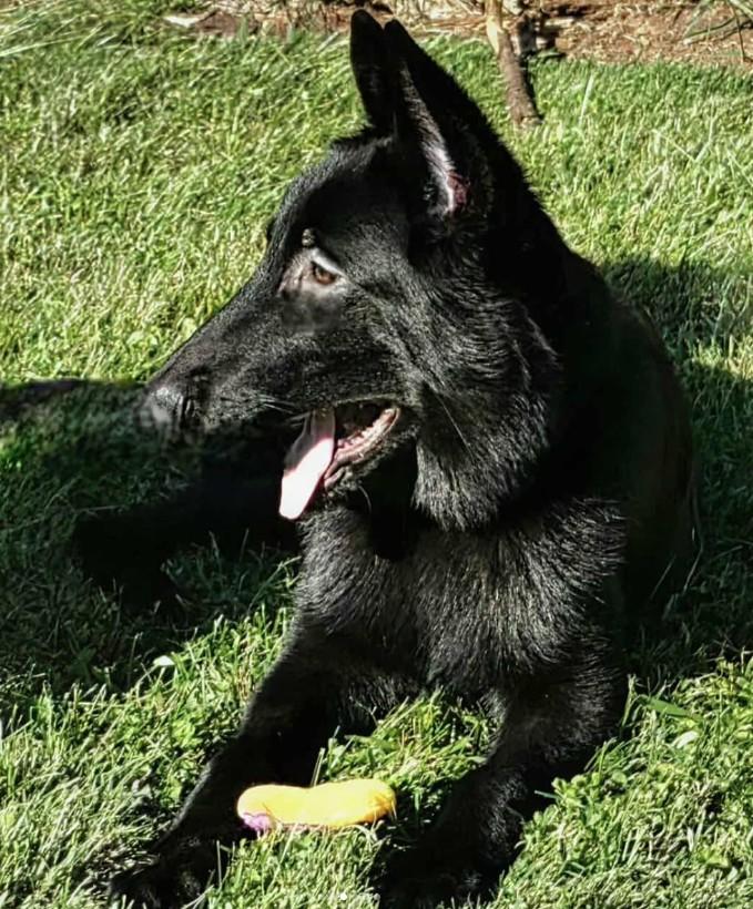 Enlarge Viviana, a Adoptable German Shepherd Dog in Brookfield, CT image 3/4