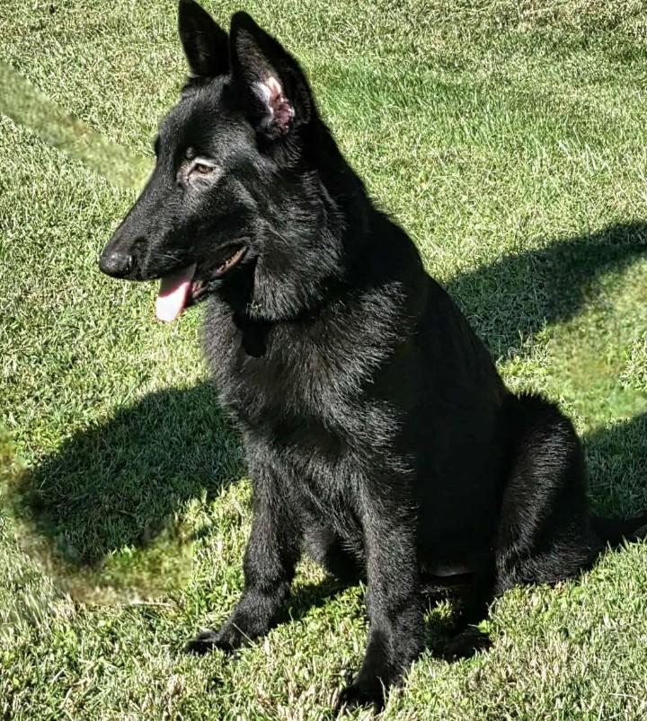 Enlarge Viviana, a Adoptable German Shepherd Dog in Brookfield, CT image 4/4