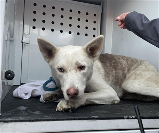 Enlarge PHOEBE, a Adoptable Siberian Husky in Redlands, CA image 1/1