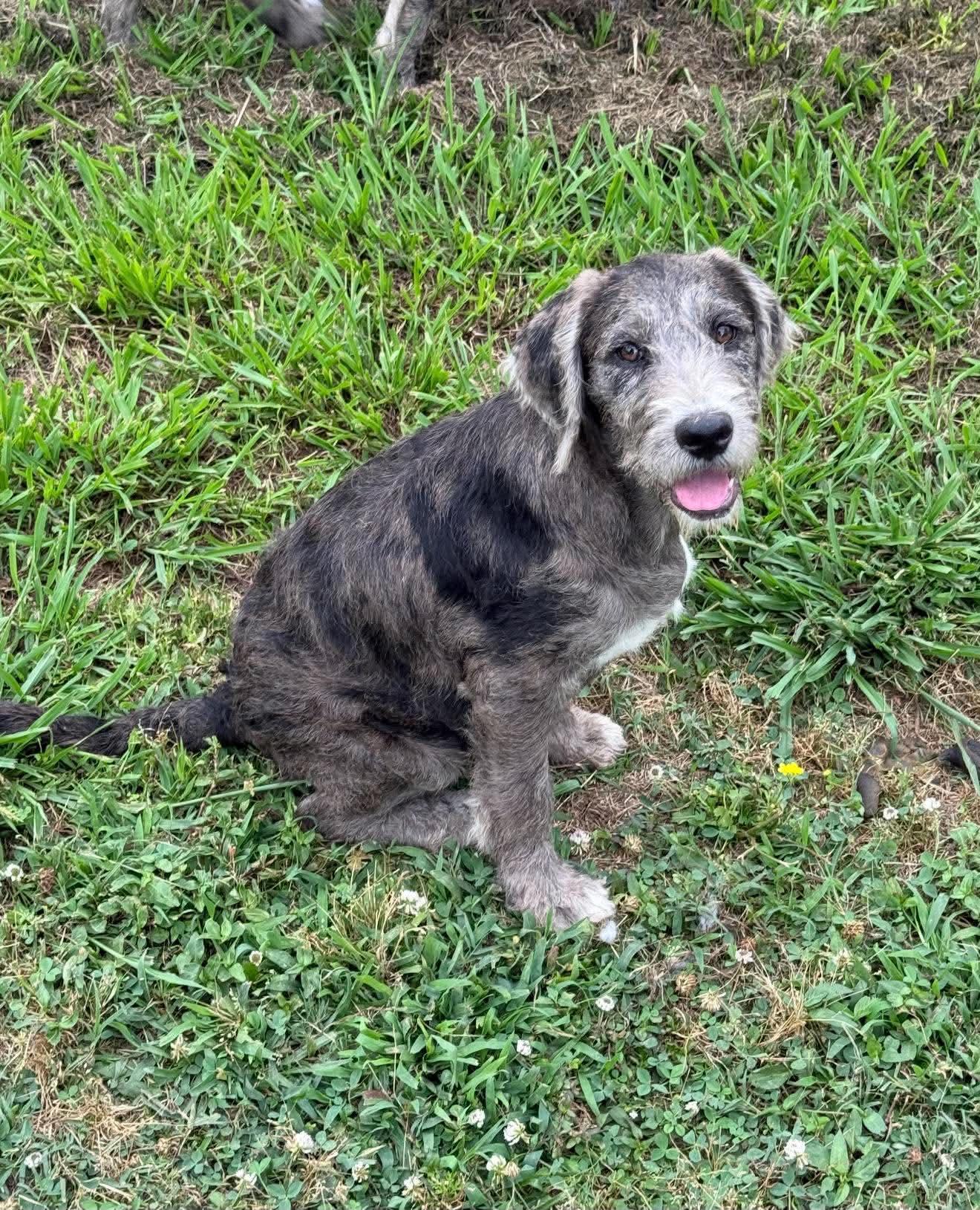 Poppy Mae "HERE IN NH", an adopted Mixed Breed in Northwood, NH image 6/6
