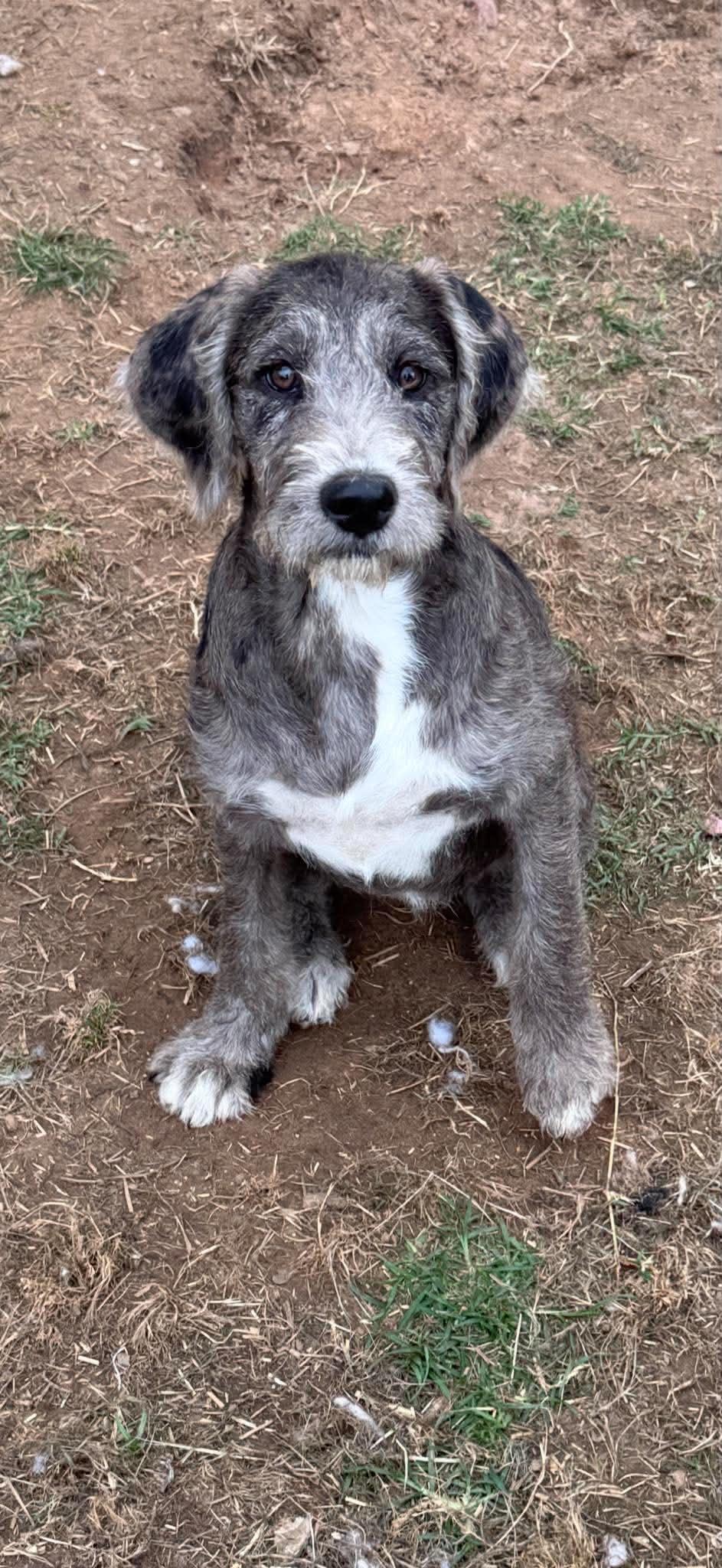 Poppy Mae "HERE IN NH", an adopted Mixed Breed in Northwood, NH image 4/6