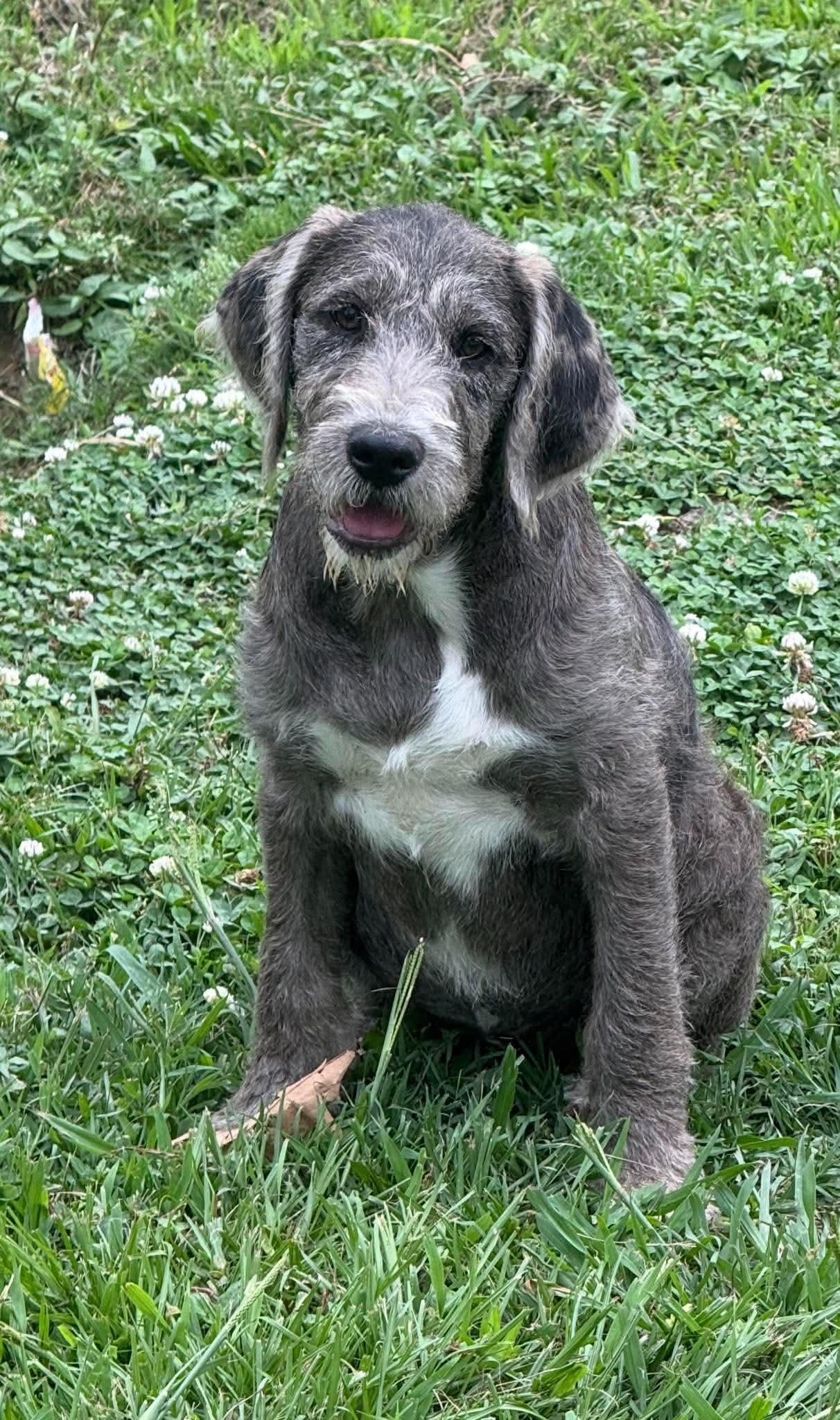 Poppy Mae "HERE IN NH", an adopted Mixed Breed in Northwood, NH image 5/6