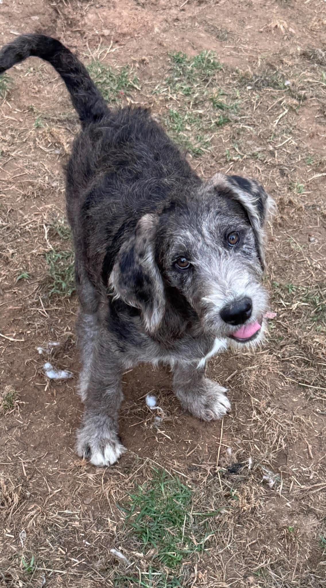 Poppy Mae "HERE IN NH", an adopted Mixed Breed in Northwood, NH image 3/6