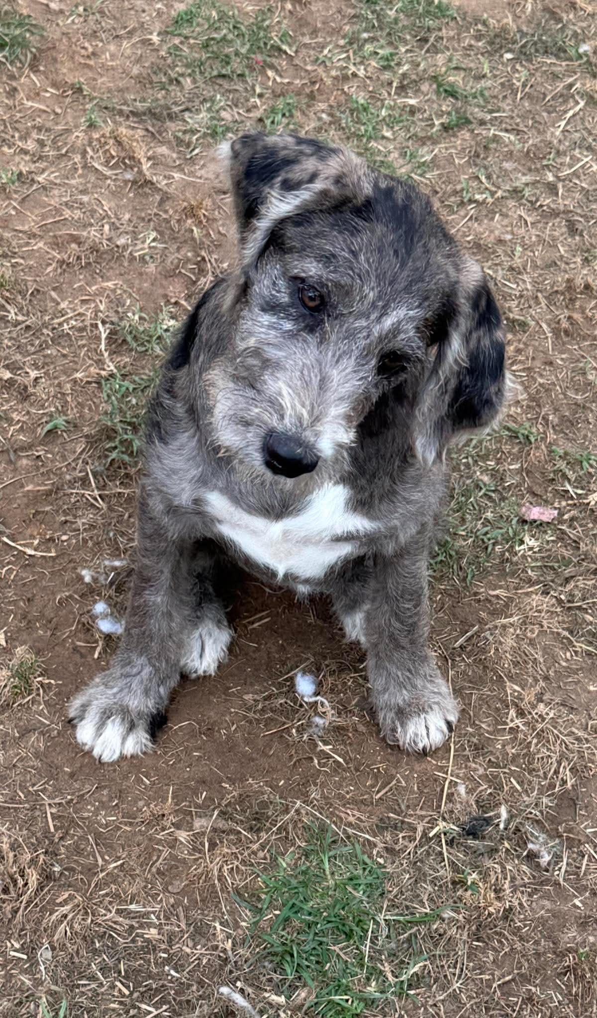 Poppy Mae "HERE IN NH", an adopted Mixed Breed in Northwood, NH image 2/6