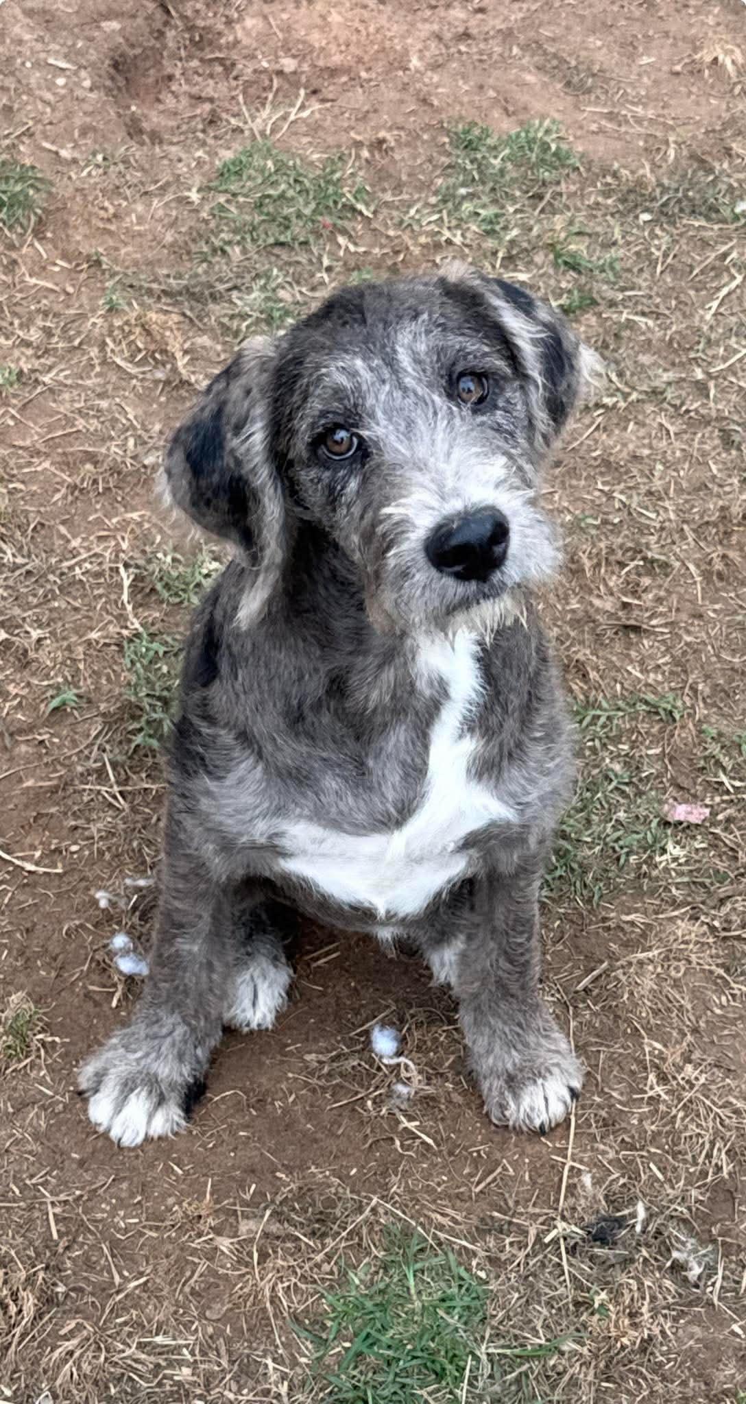 Poppy Mae "HERE IN NH", an adopted Mixed Breed in Northwood, NH image 1/6
