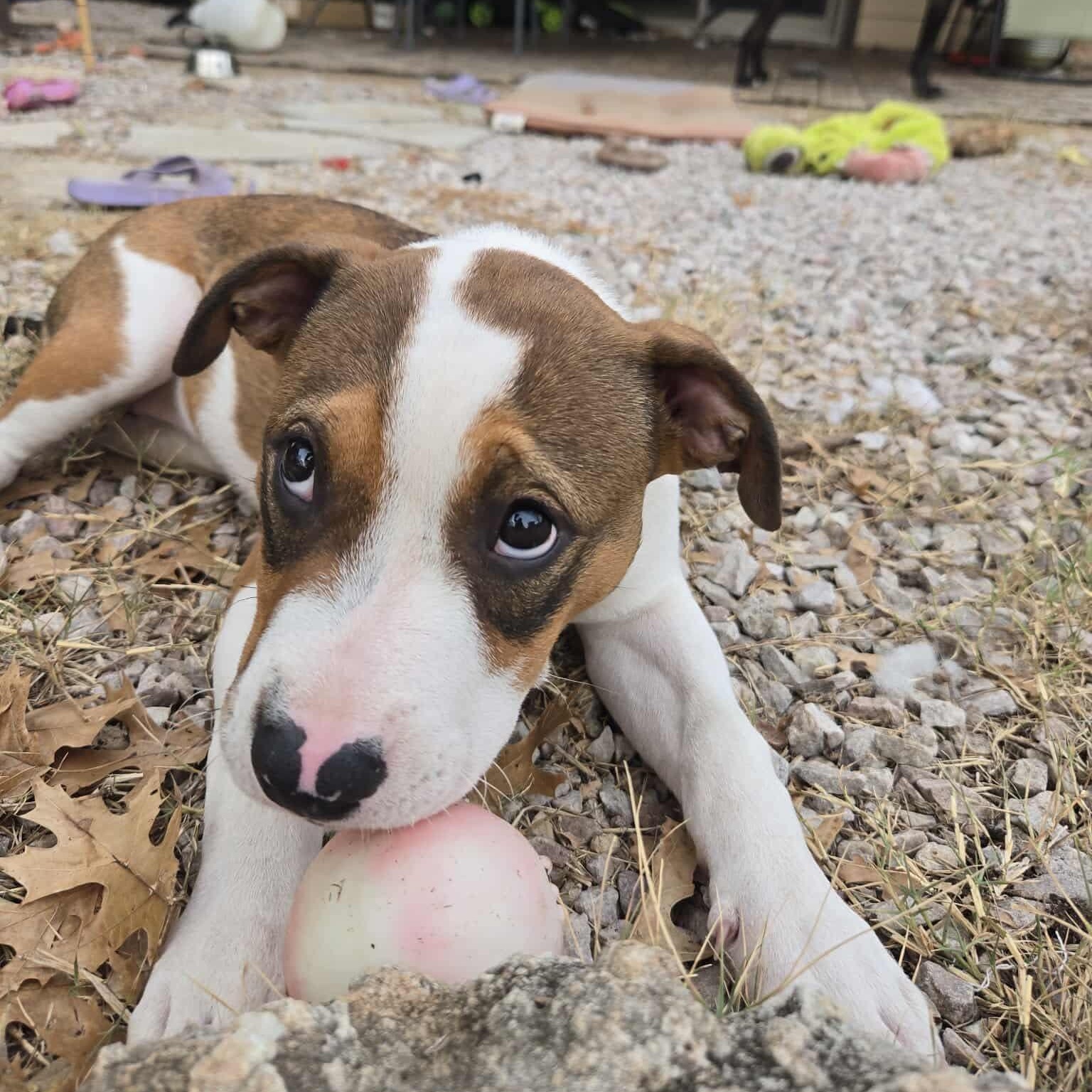 Harlow — thumbnail 2