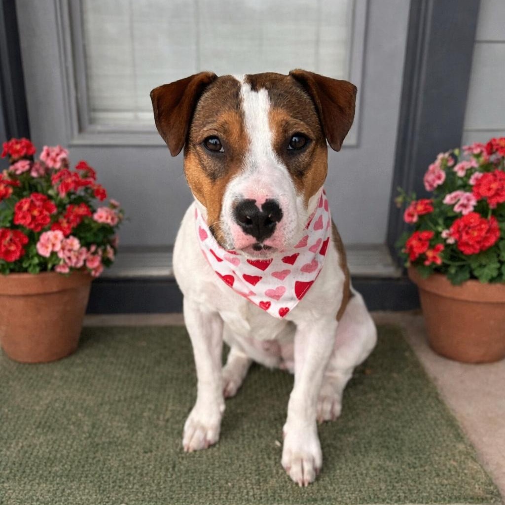 Harlow — thumbnail 5