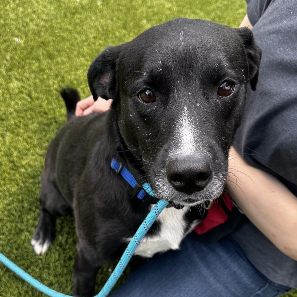 Gage, Adoptable, Young Male Mixed Breed.