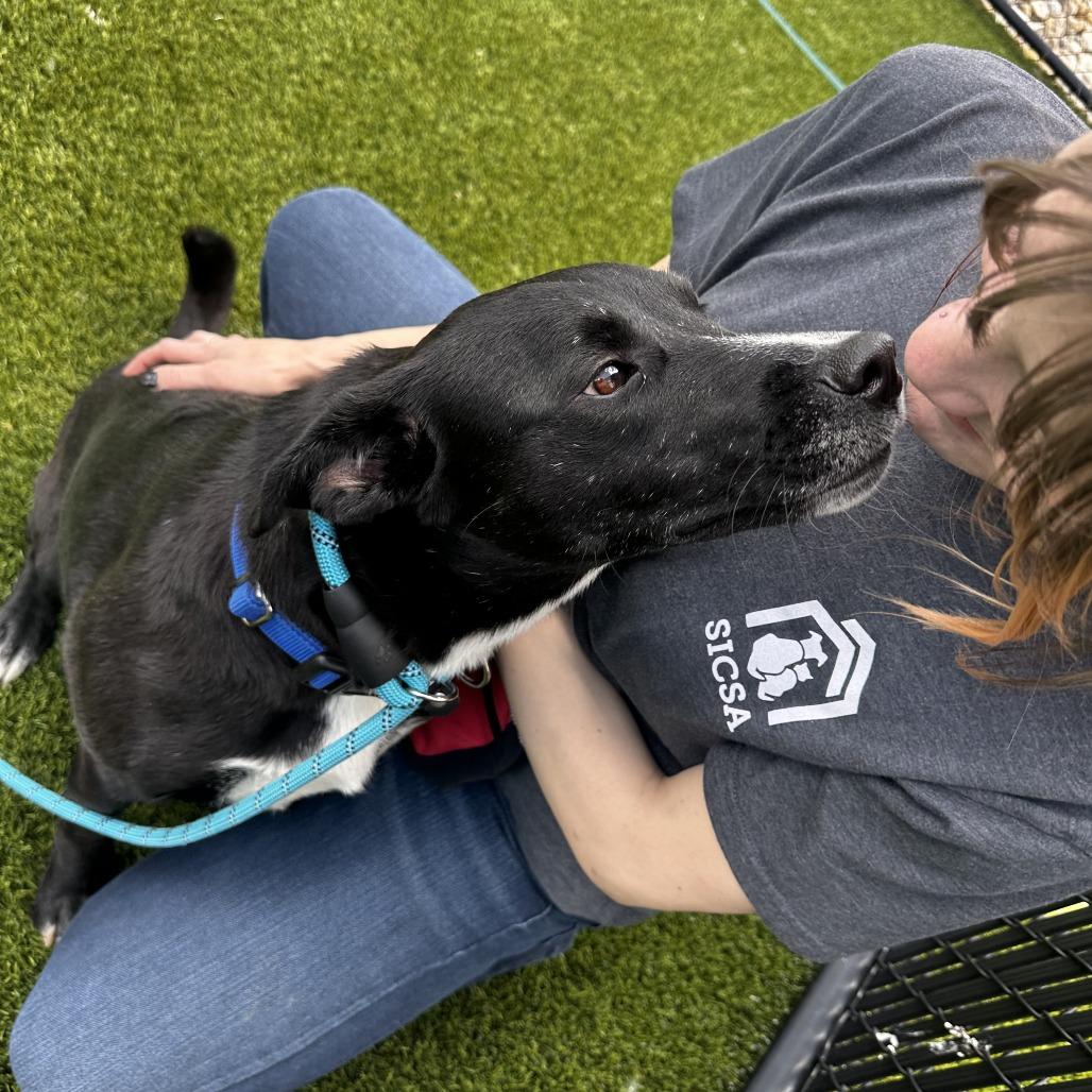 Enlarge Gage, a Adoptable Mixed Breed in Washington Township, OH image 4/6