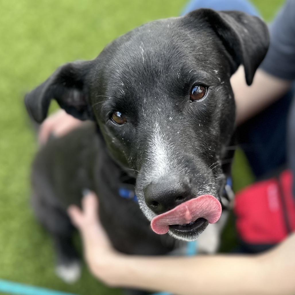 Enlarge Gage, a Adoptable Mixed Breed in Washington Township, OH image 5/6