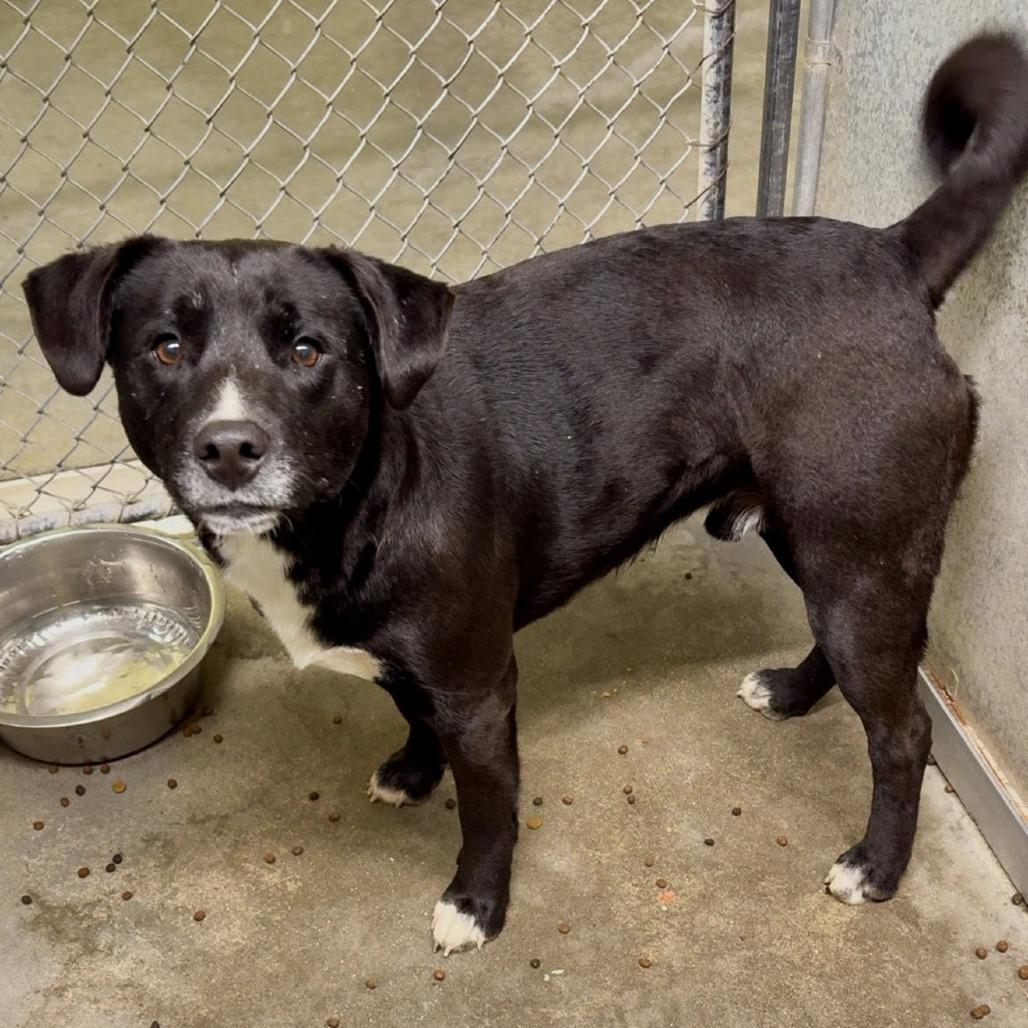 Enlarge Gage, a Adoptable Mixed Breed in Washington Township, OH image 2/3