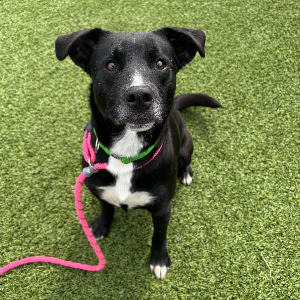 Enlarge Gage, a Adoptable Mixed Breed in Washington Township, OH image 3/3