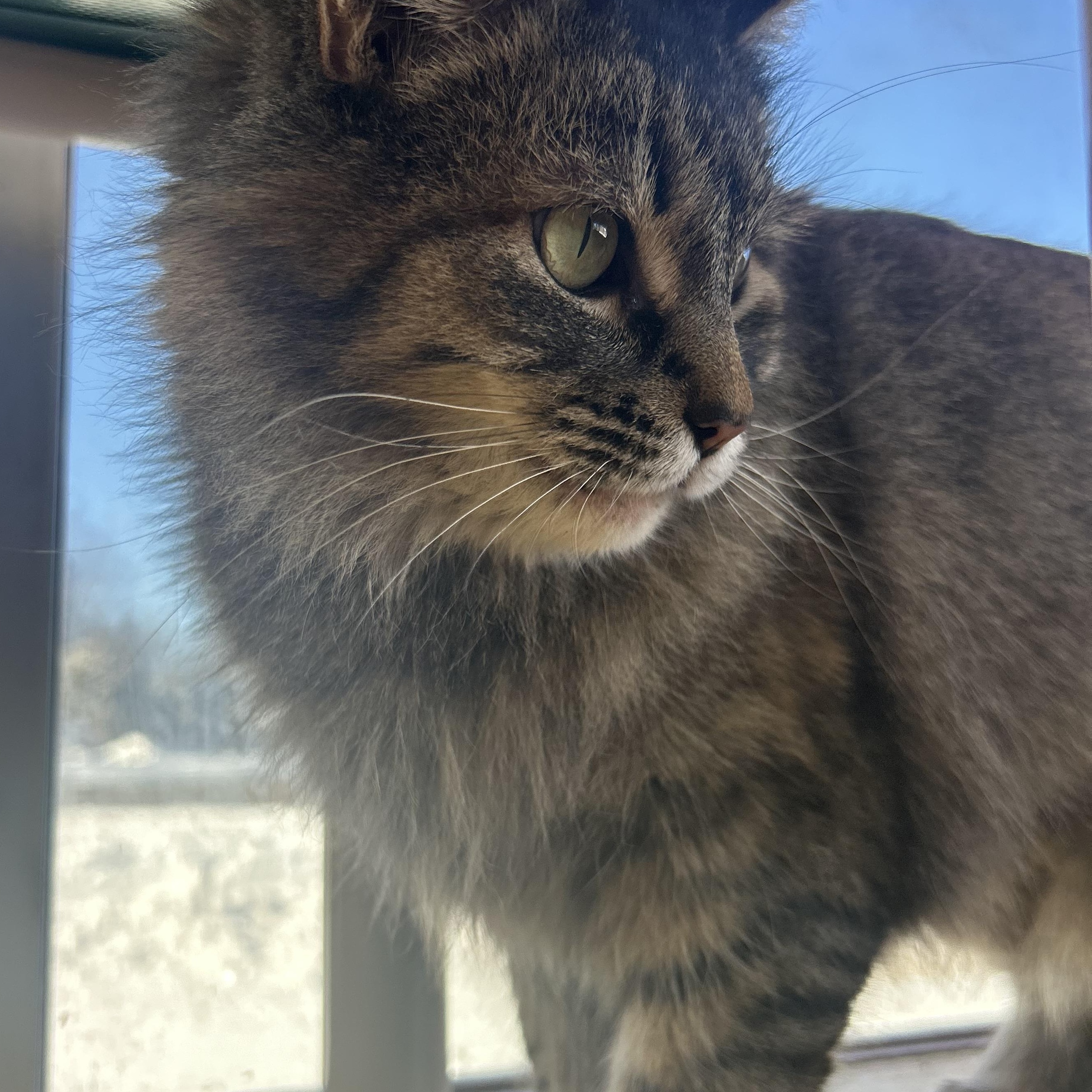 Enlarge Reba, a Adoptable Tabby in Madison Heights, MI image 2/3