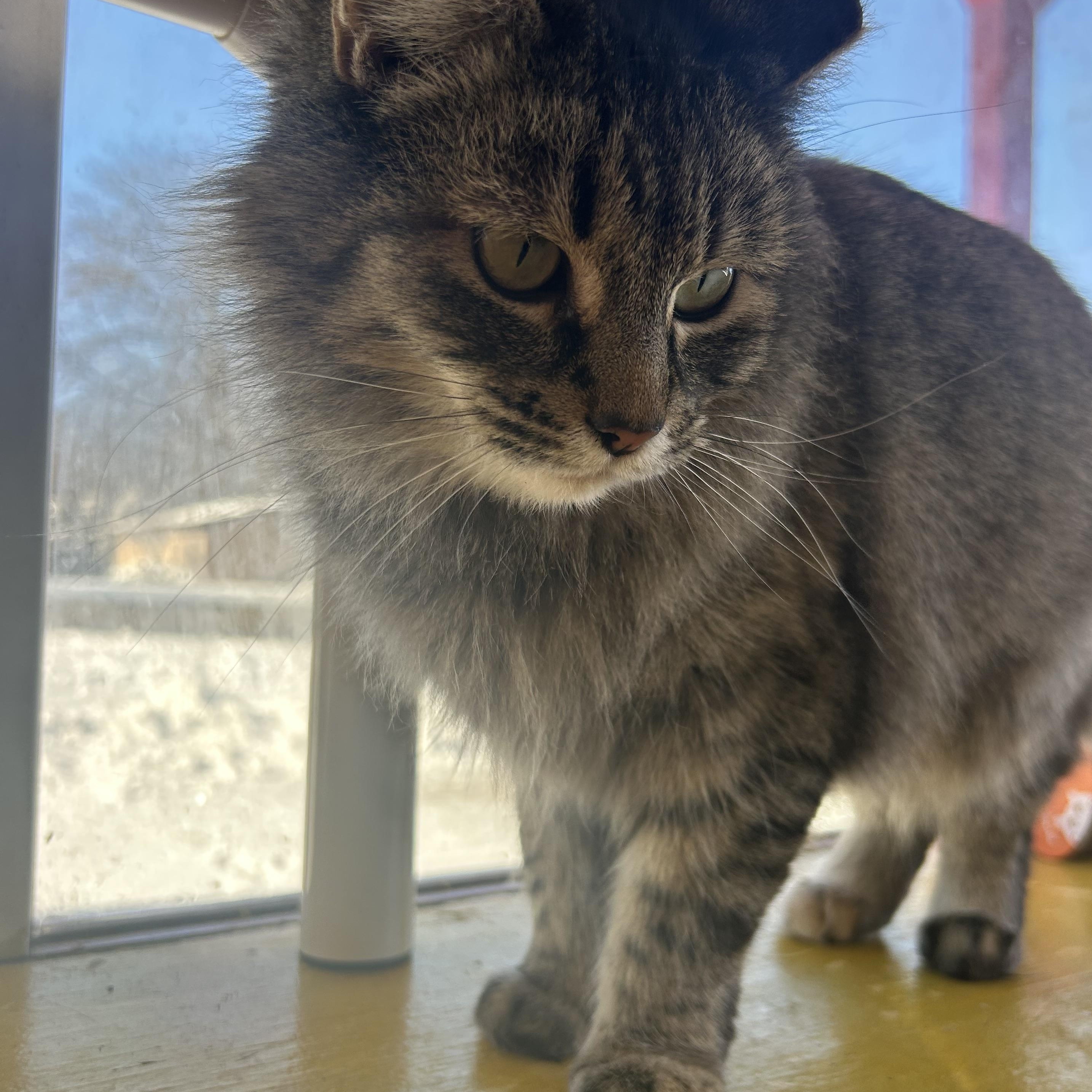 Enlarge Reba, a Adoptable Tabby in Madison Heights, MI image 3/3