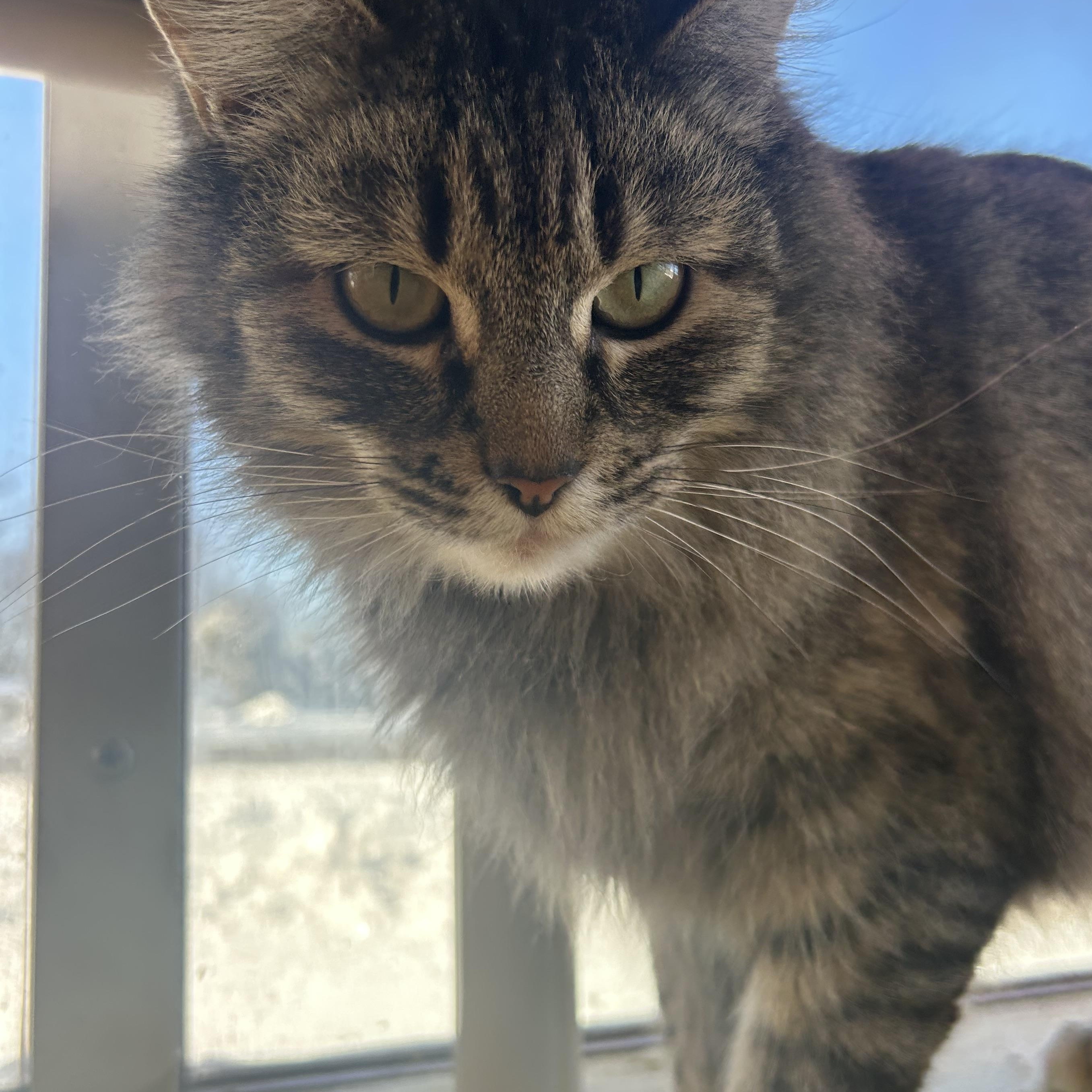 Enlarge Reba, a Adoptable Tabby in Madison Heights, MI image 1/3