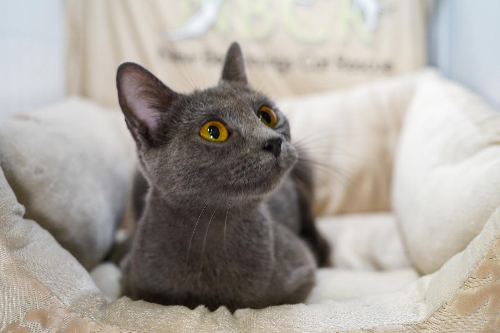 Sable, Adoptable, Adult Female Russian Blue & Domestic Short Hair.