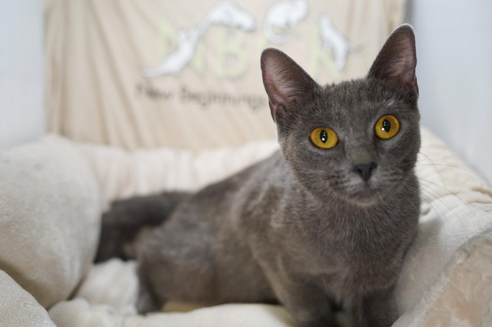 Enlarge Sable, a Adoptable mixed breed in Garland, TX image 3/3