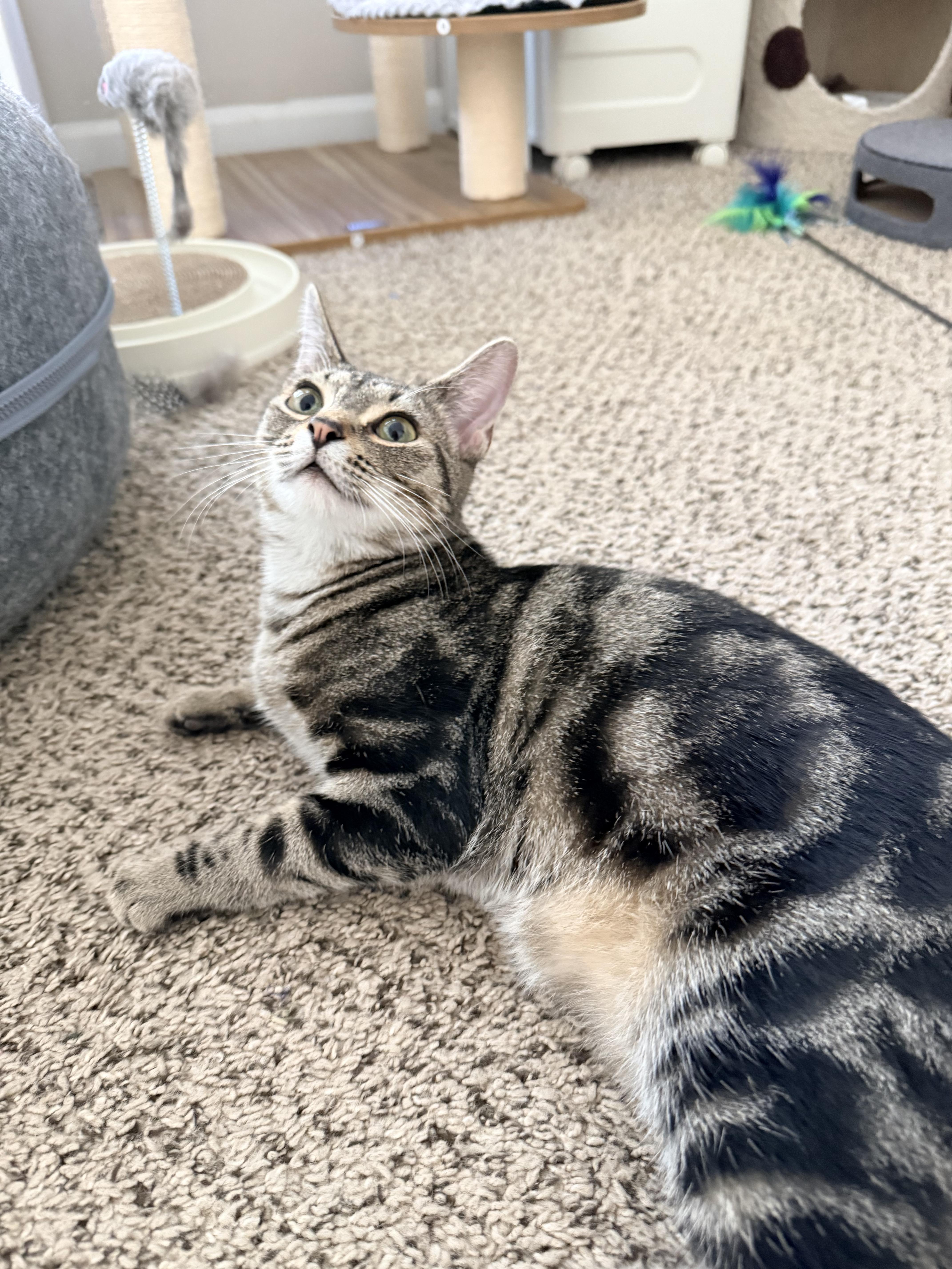 Enlarge Wyatt, a Adoptable Domestic Short Hair in Columbus, OH image 6/6