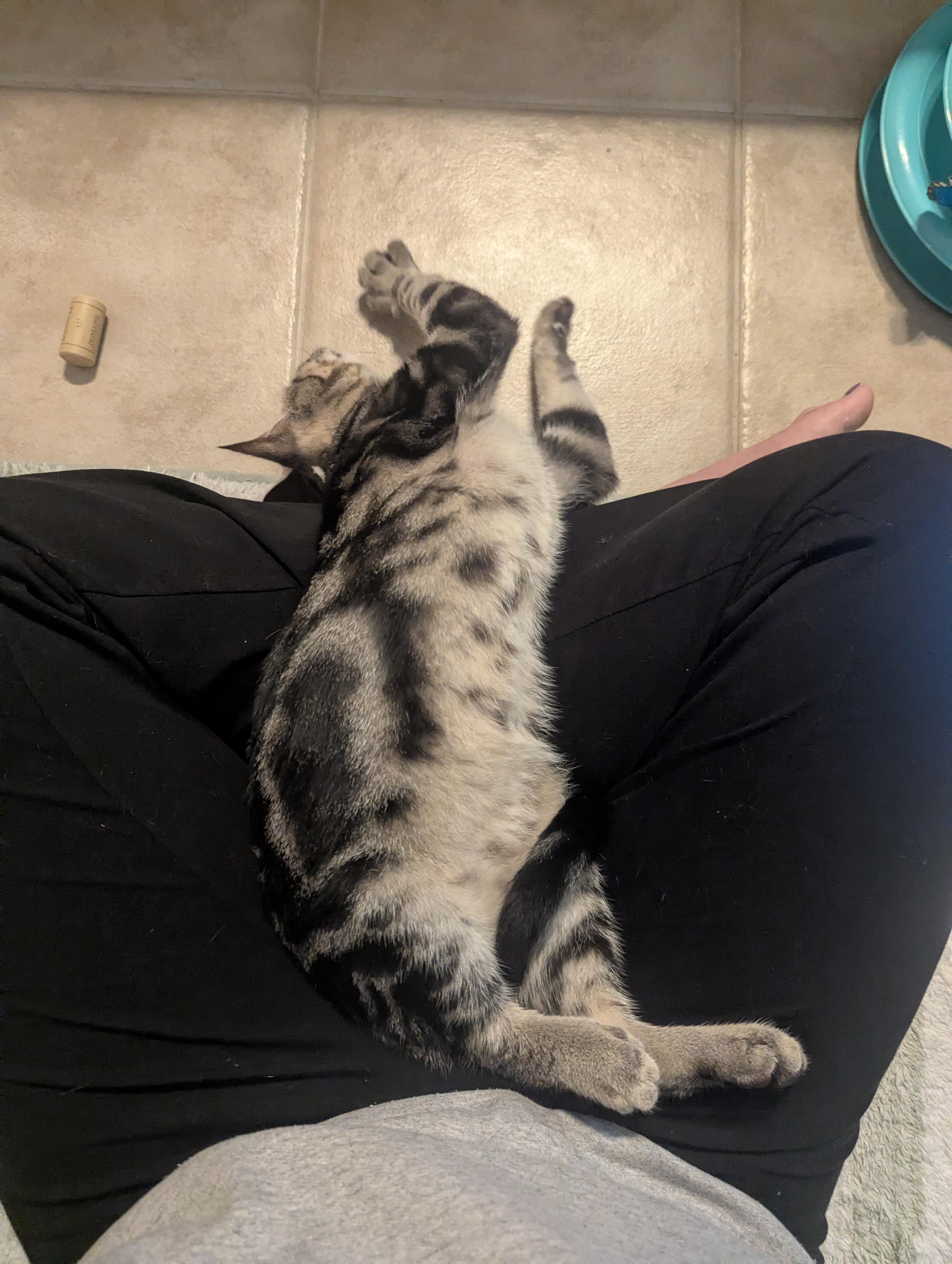 Enlarge Wyatt, a Adoptable Domestic Short Hair in Columbus, OH image 6/6