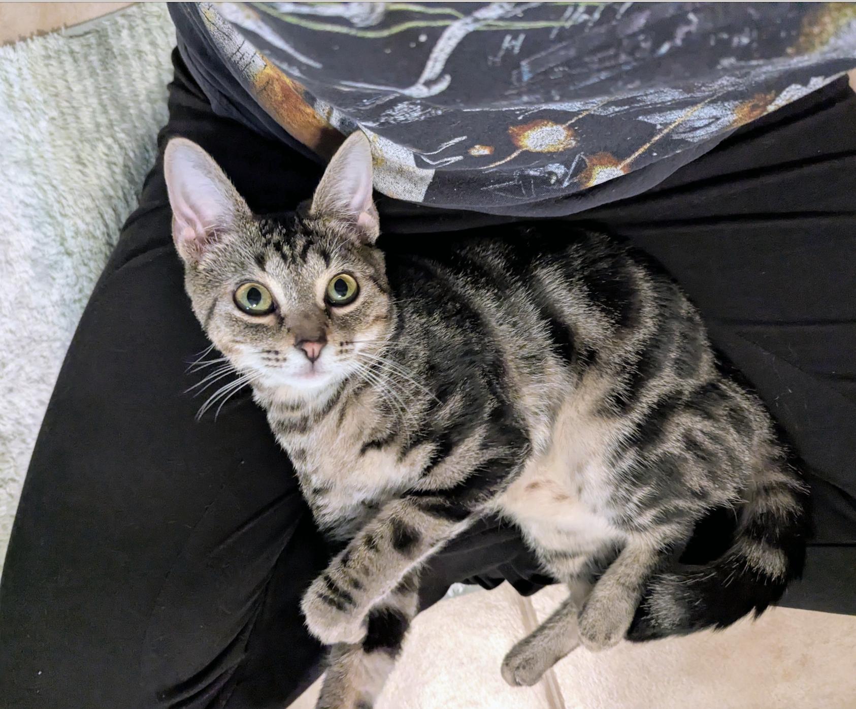 Enlarge Wyatt, a Adoptable Domestic Short Hair in Columbus, OH image 2/6