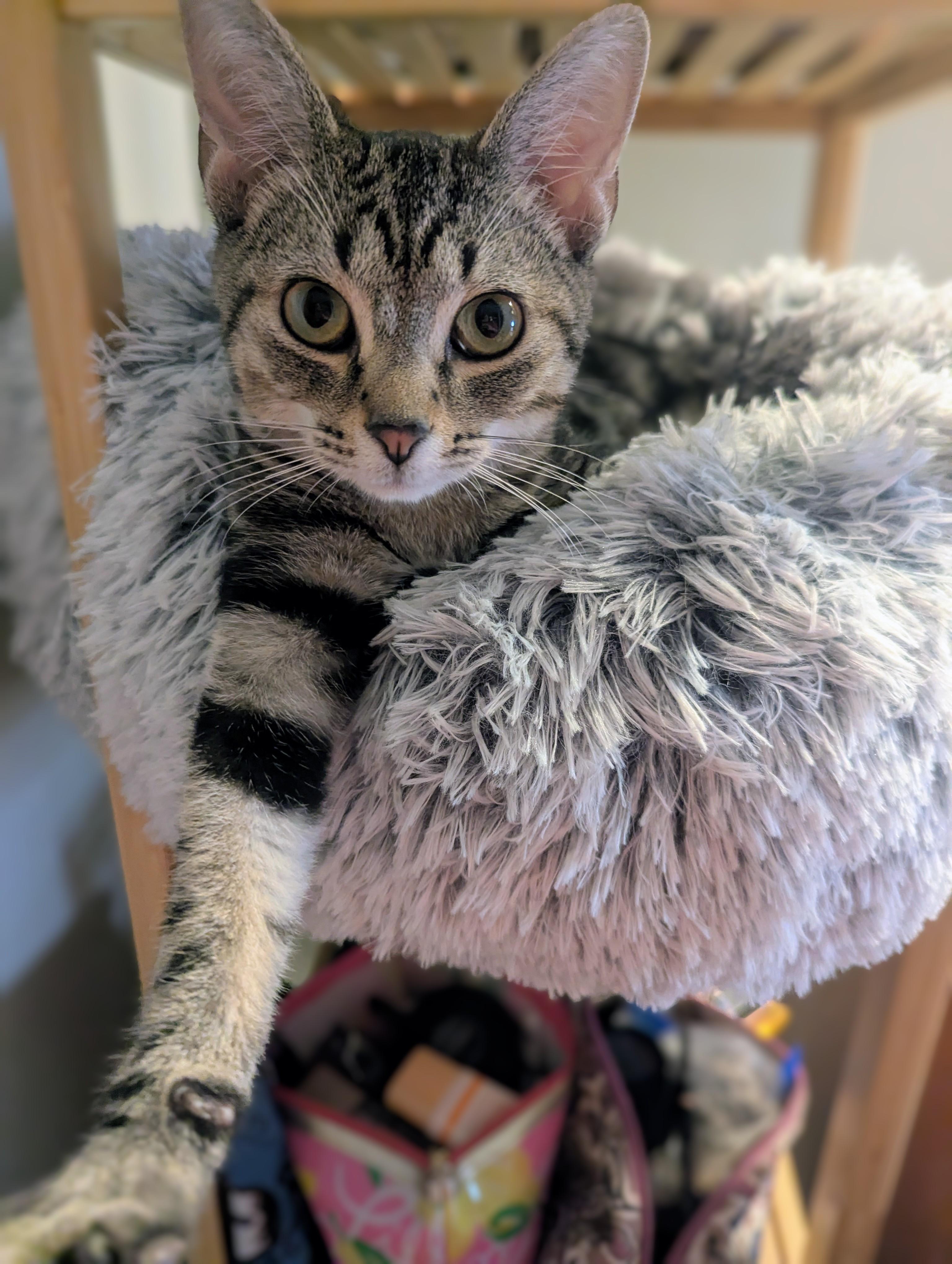 Wyatt, Adoptable, Kitten Male Domestic Short Hair.