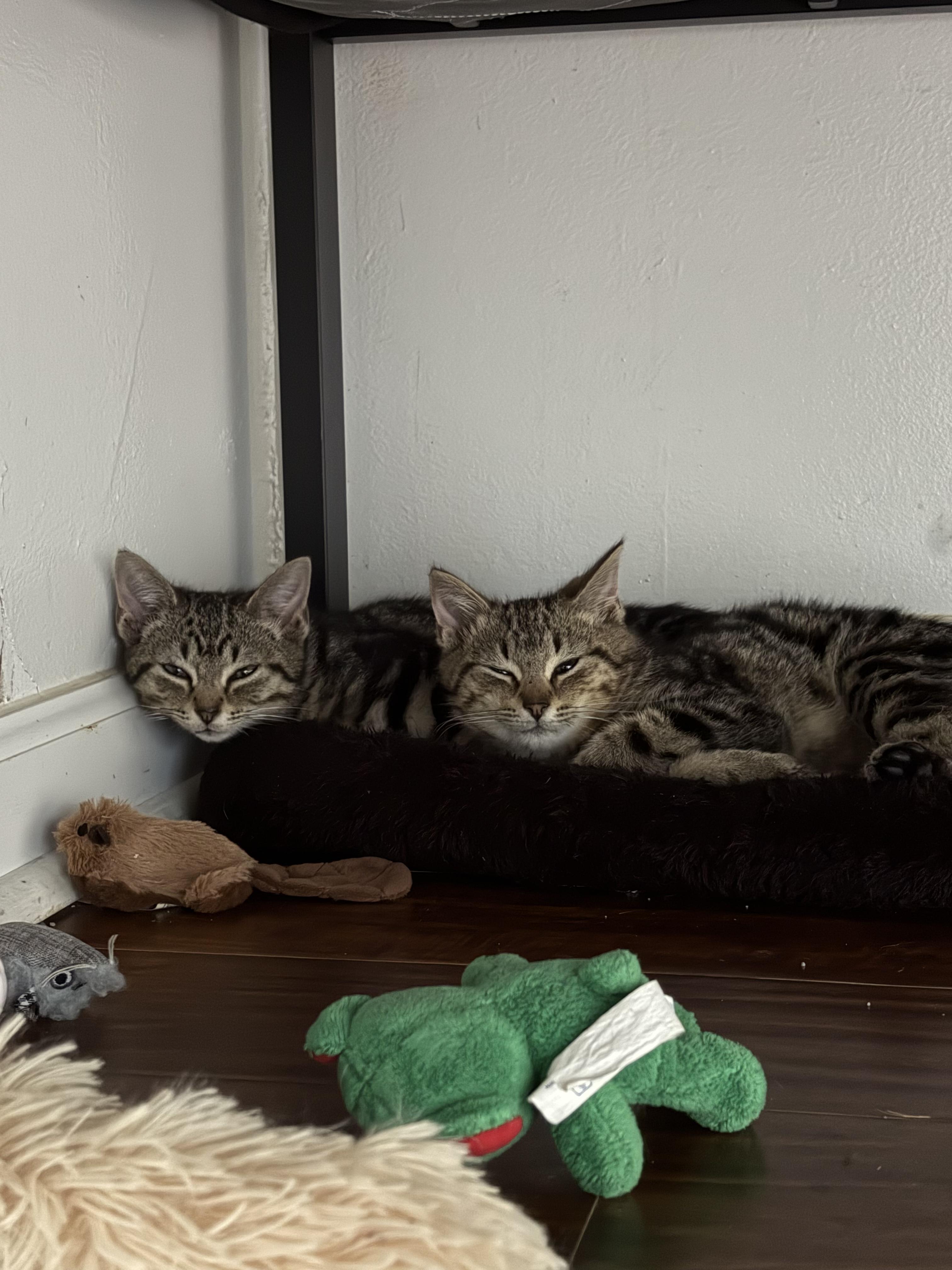 Wyatt, a Adoptable Domestic Short Hair in Columbus, OH image 2/4