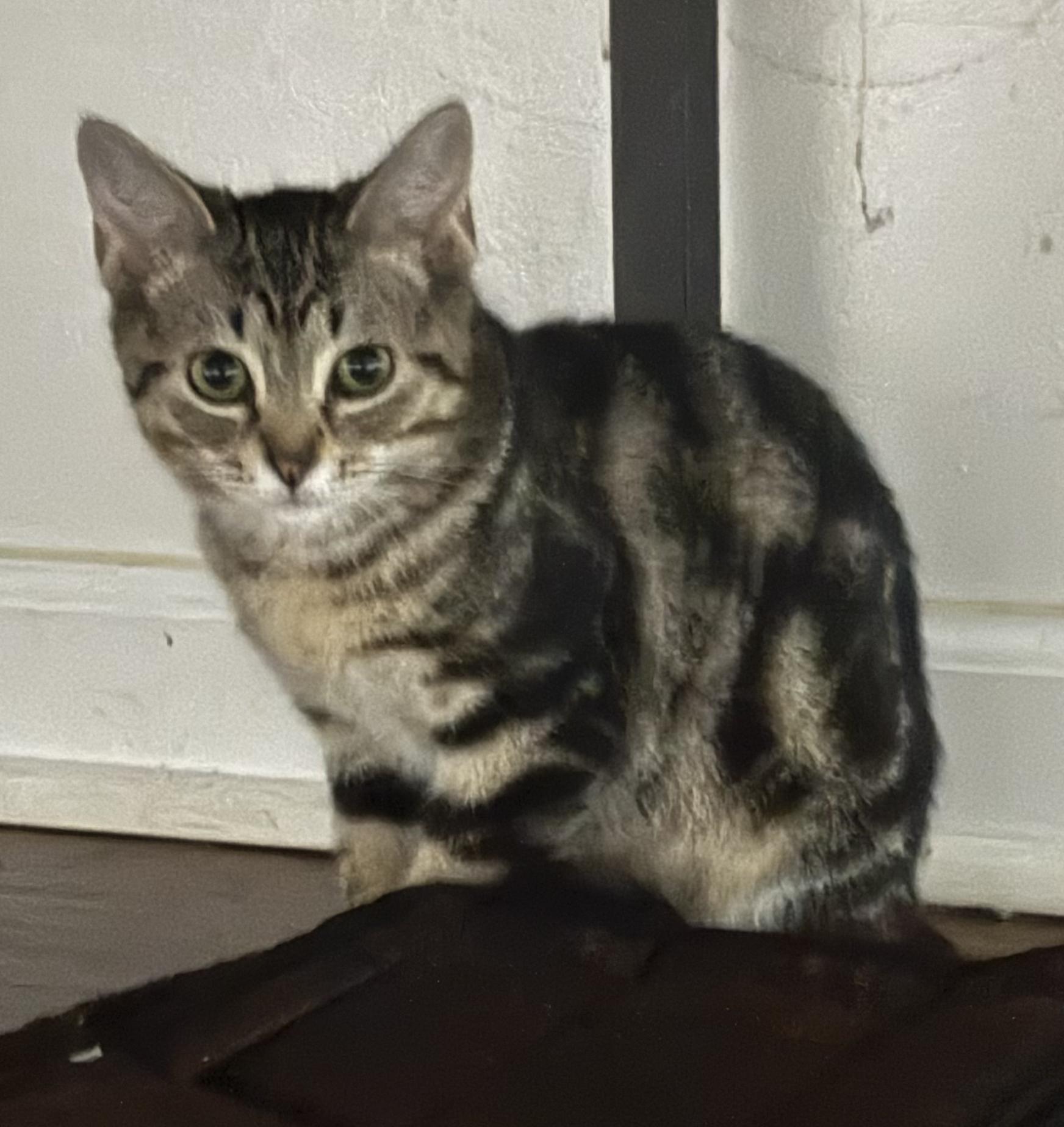 Wyatt, a Adoptable Domestic Short Hair in Columbus, OH image 1/4