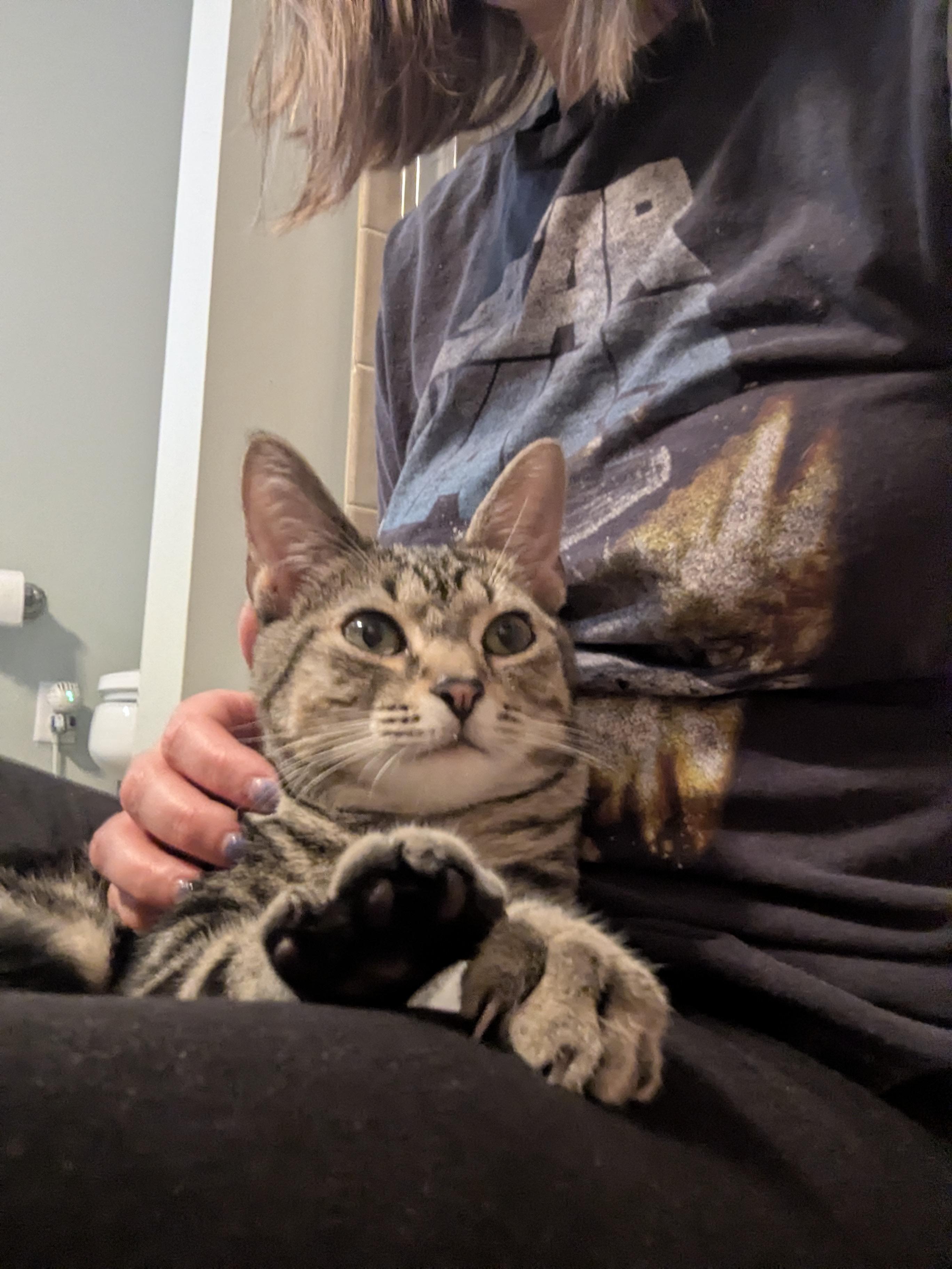 Enlarge Wyatt, a Adoptable Domestic Short Hair in Columbus, OH image 5/6