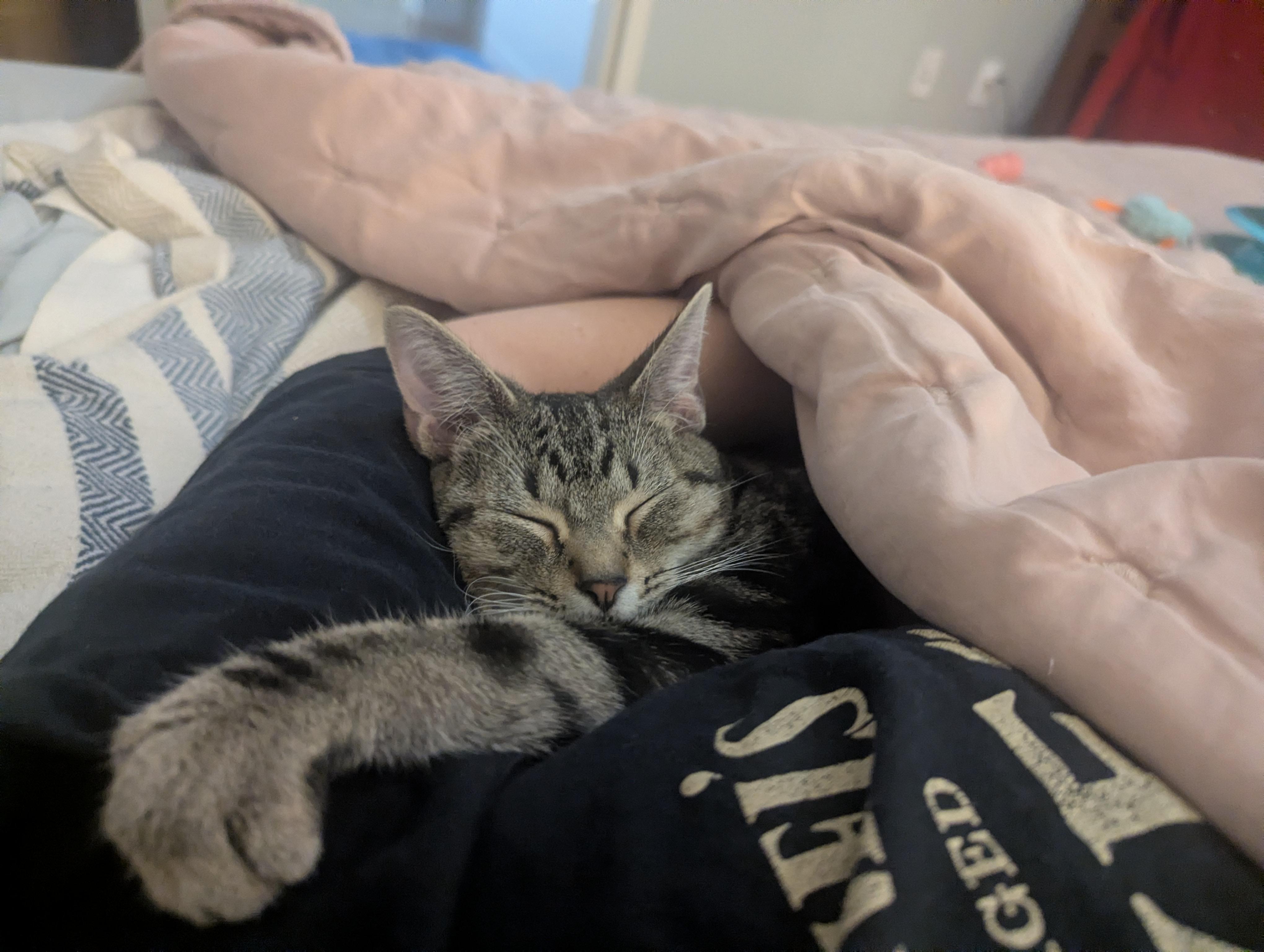 Enlarge Wyatt, a Adoptable Domestic Short Hair in Columbus, OH image 4/6