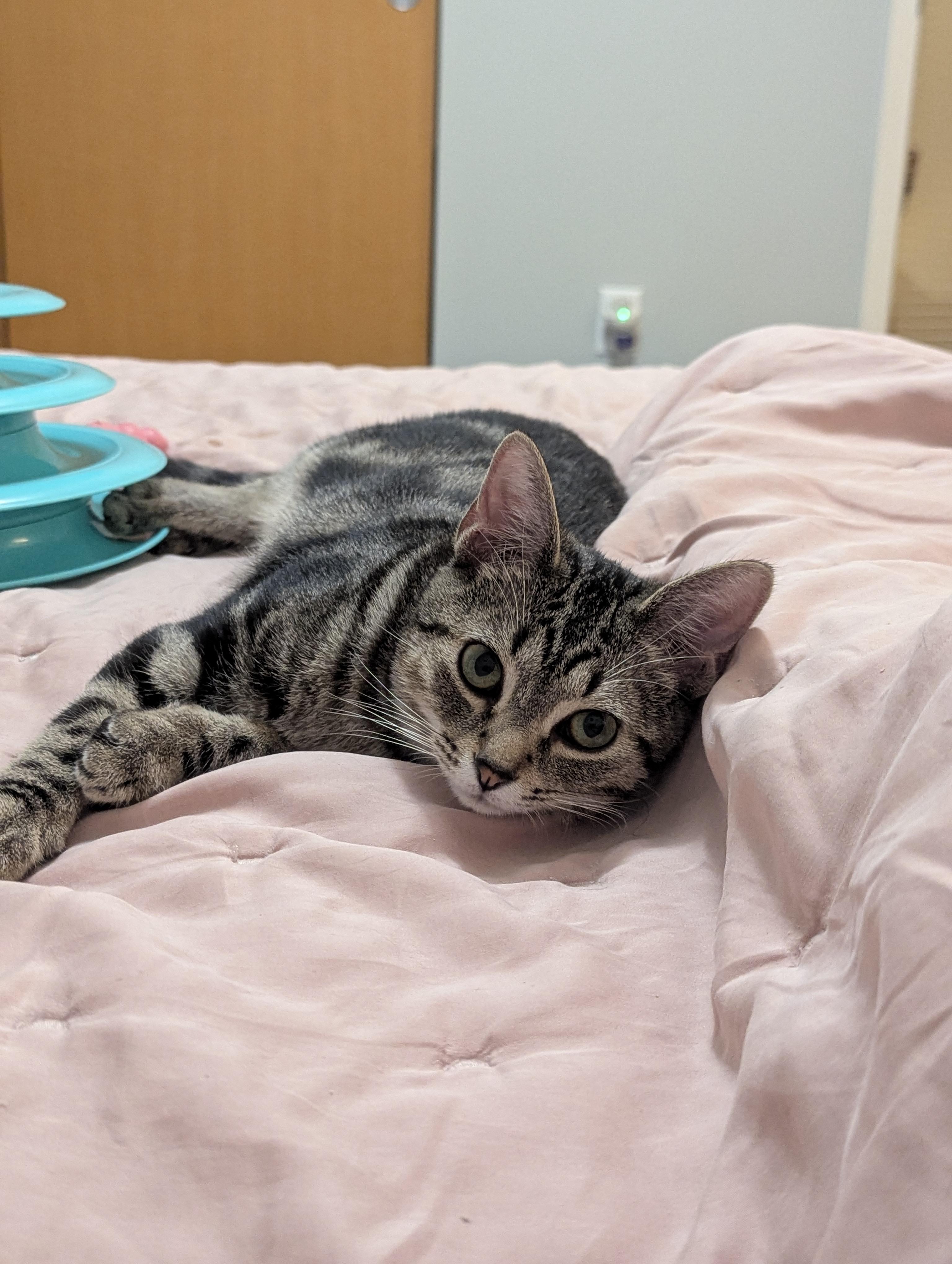 Enlarge Wyatt, a Adoptable Domestic Short Hair in Columbus, OH image 3/6