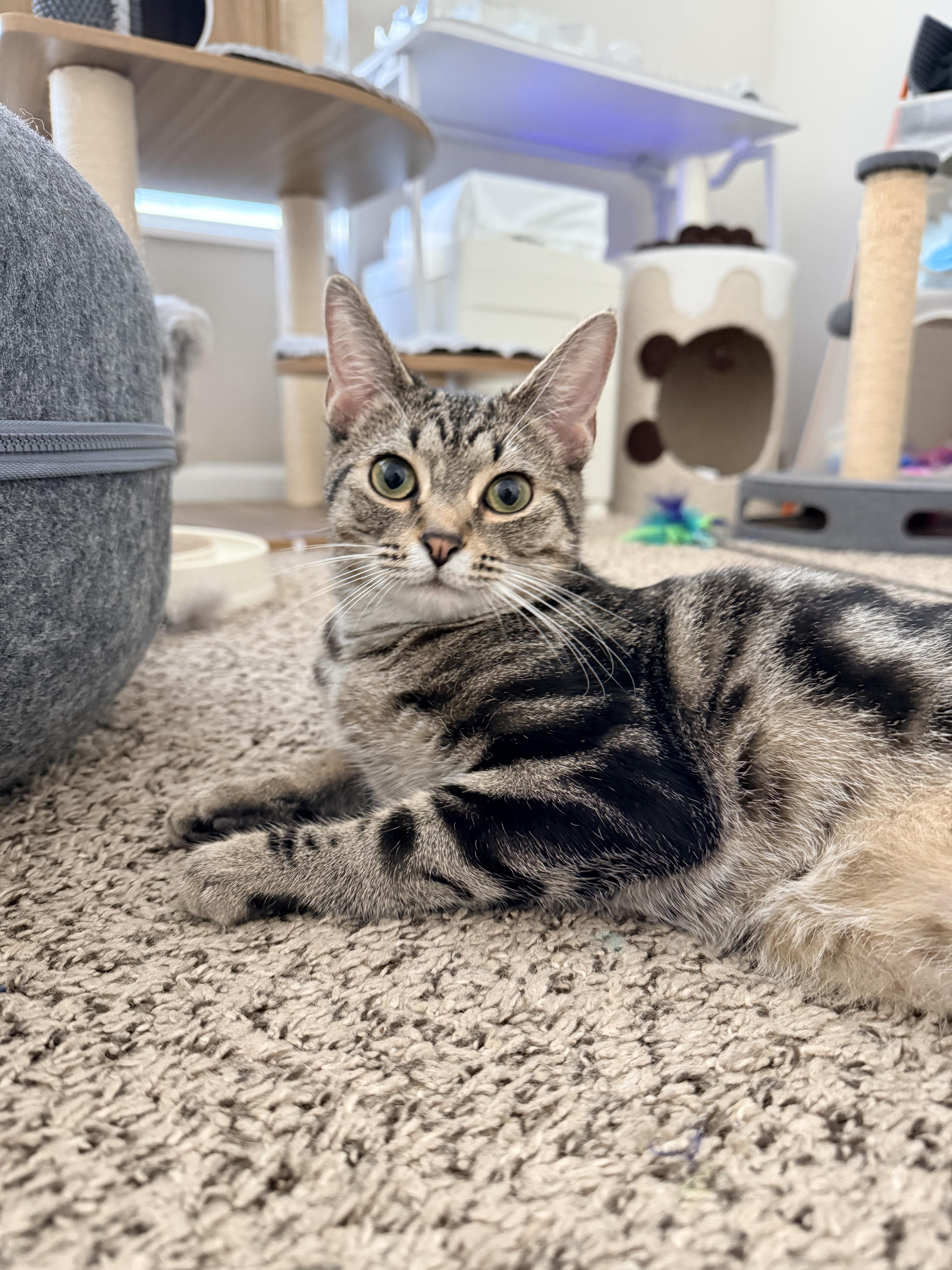 Enlarge Wyatt, a Adoptable Domestic Short Hair in Columbus, OH image 1/6