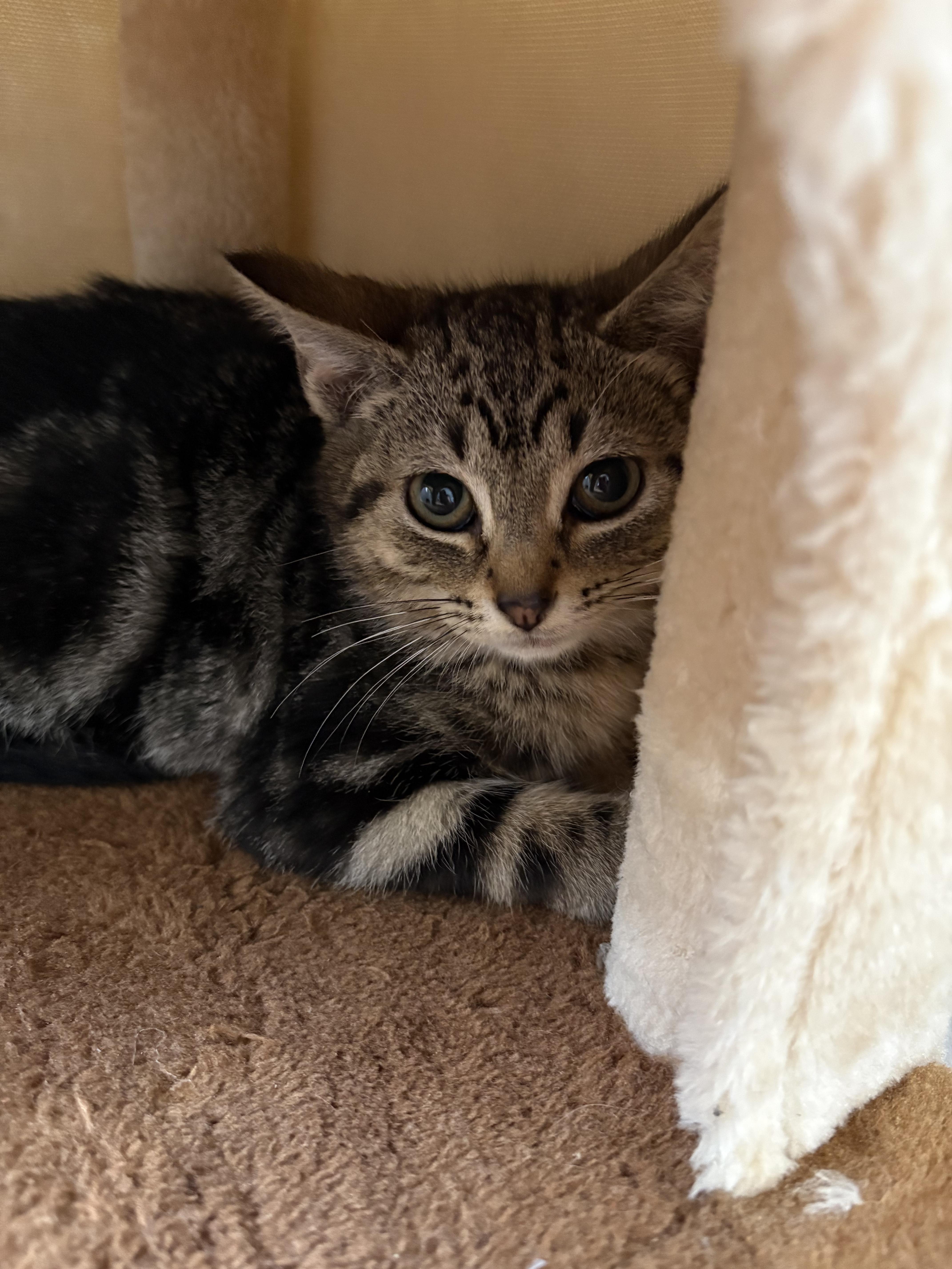 Wyatt, a Adoptable Domestic Short Hair in Columbus, OH image 4/4