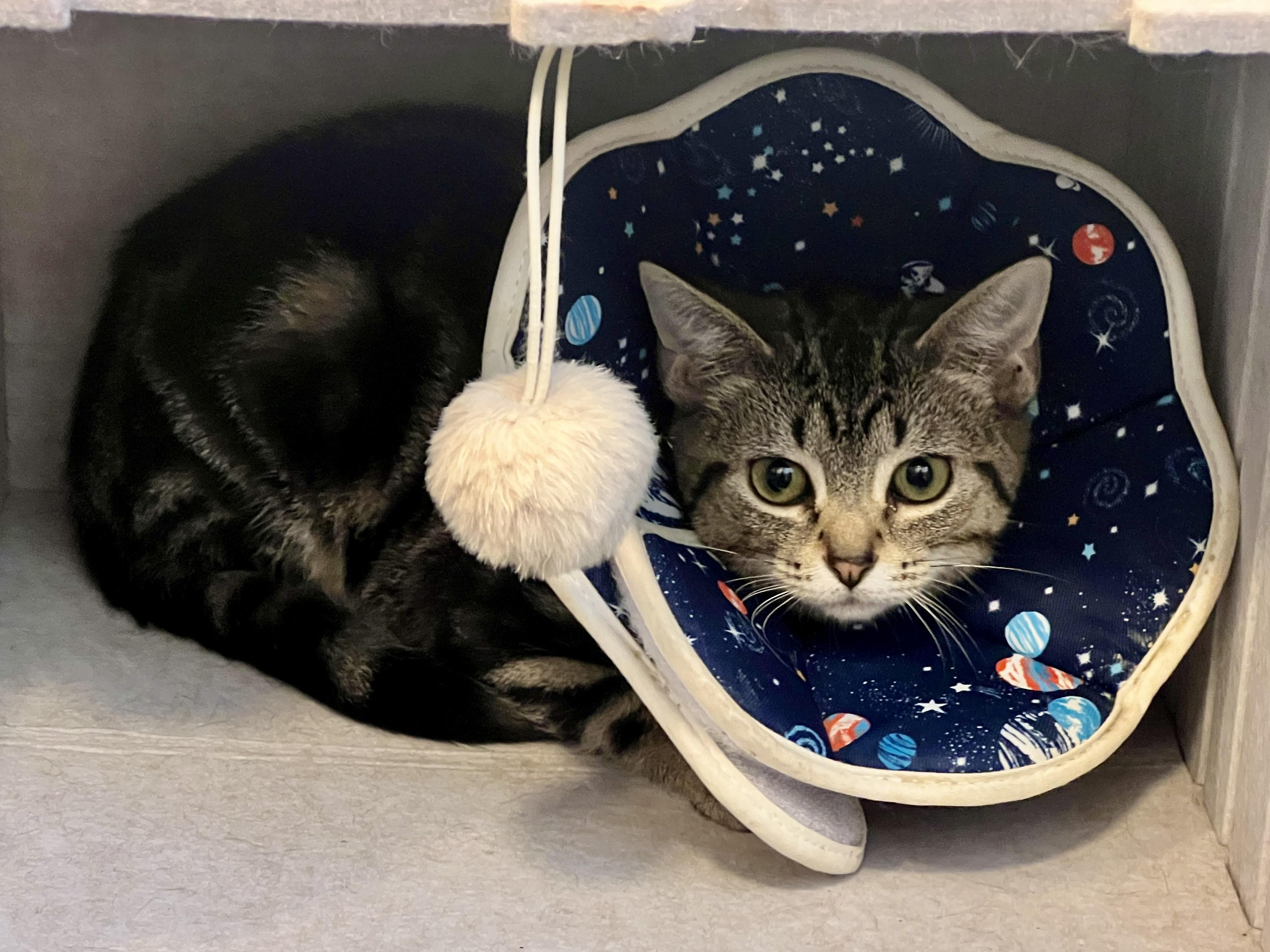 Wyatt, a Adoptable Domestic Short Hair in Columbus, OH image 5/5