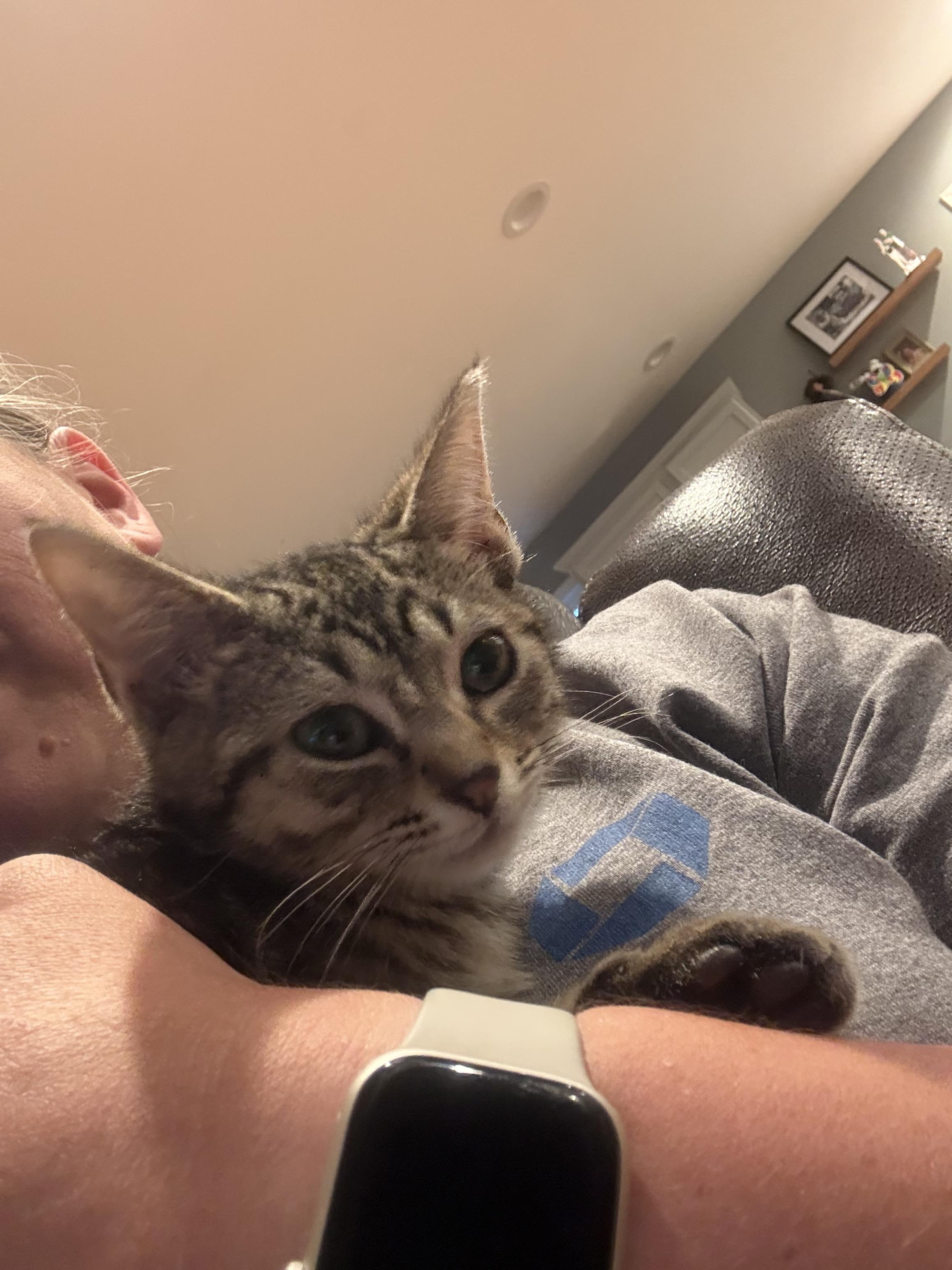 Wyatt, a Adoptable Domestic Short Hair in Columbus, OH image 3/4