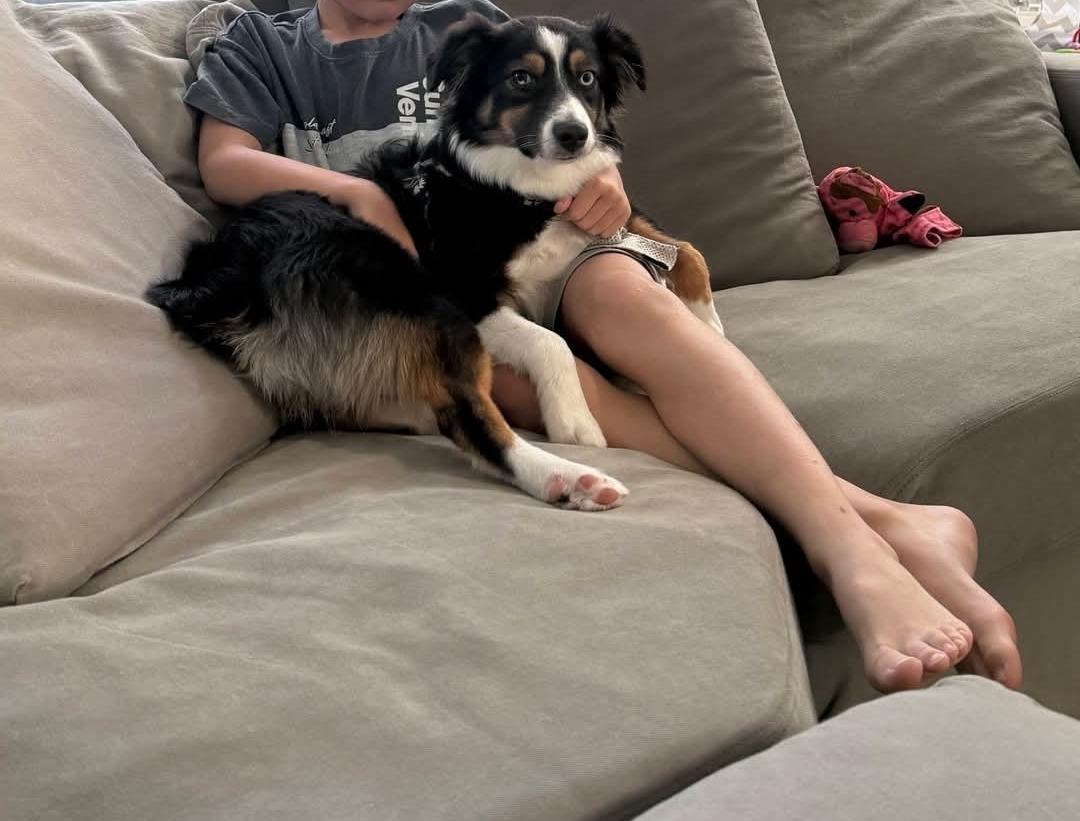 Enlarge Audrey, an adopted Australian Shepherd in Miami, FL image 2/2