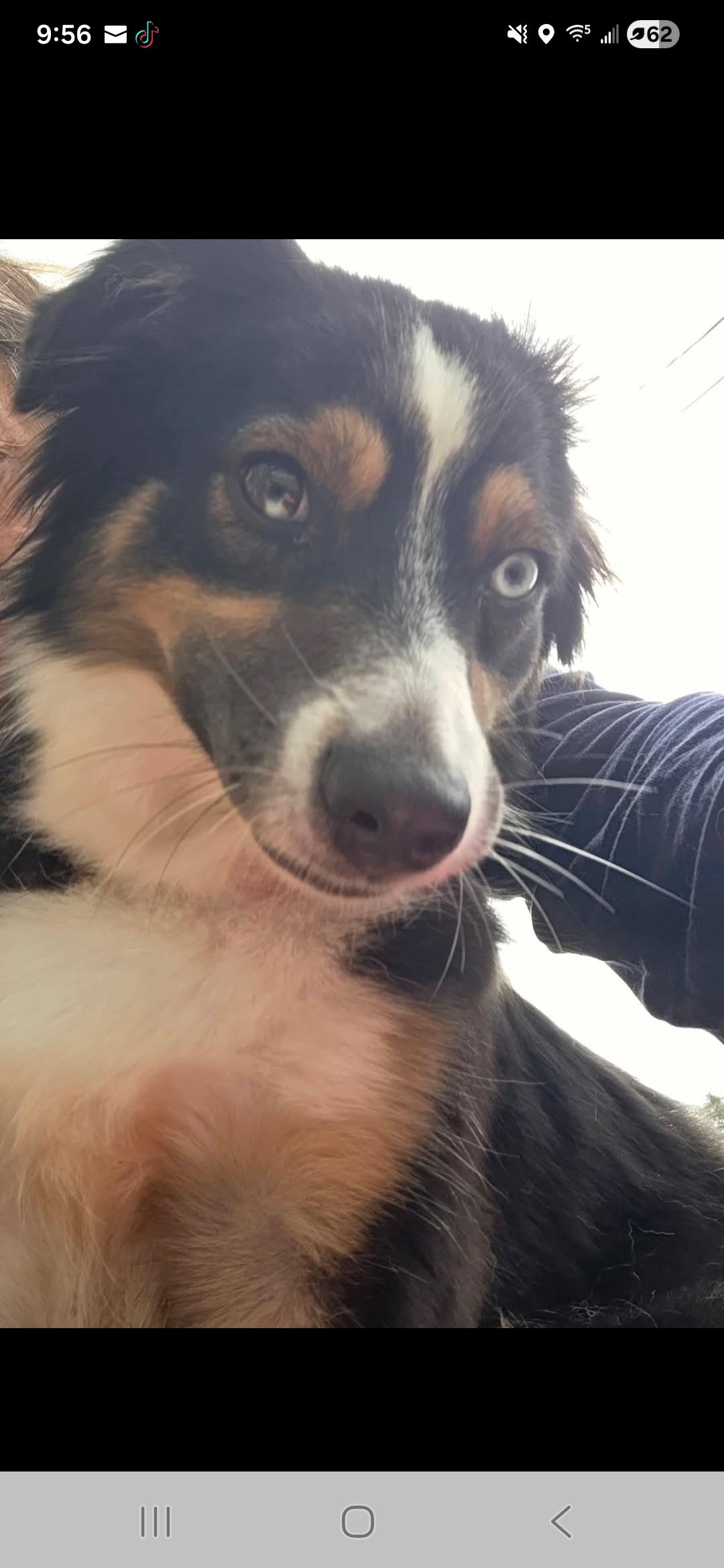 Enlarge Audrey, an adopted Australian Shepherd in Miami, FL image 1/2